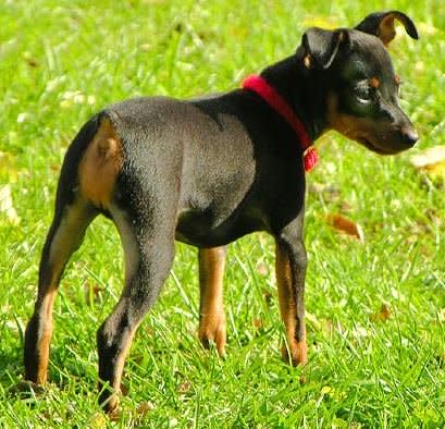 mini pinscher mix puppy