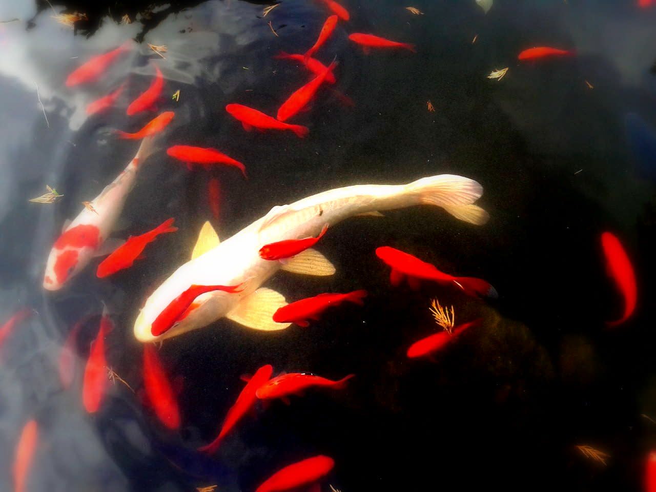 Koi Carp: The Most Expensive Koi Fish Ever Sold