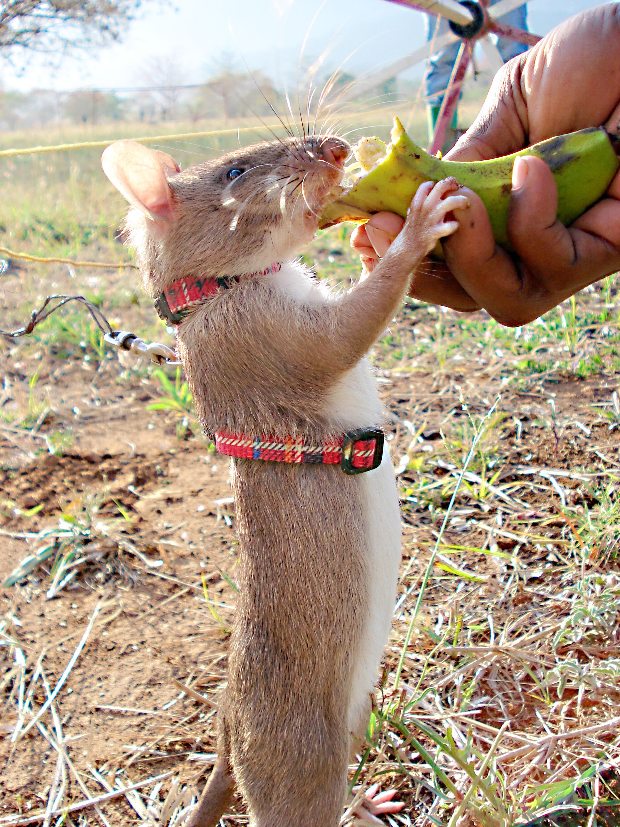 Gambian Pouched Rats Exotic Pets and Helpful Animals