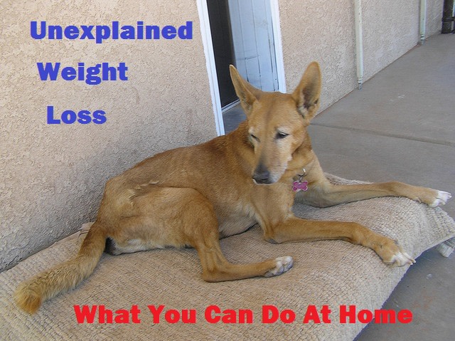 Unexplained Weight Loss in Dogs: What You Can Do at Home