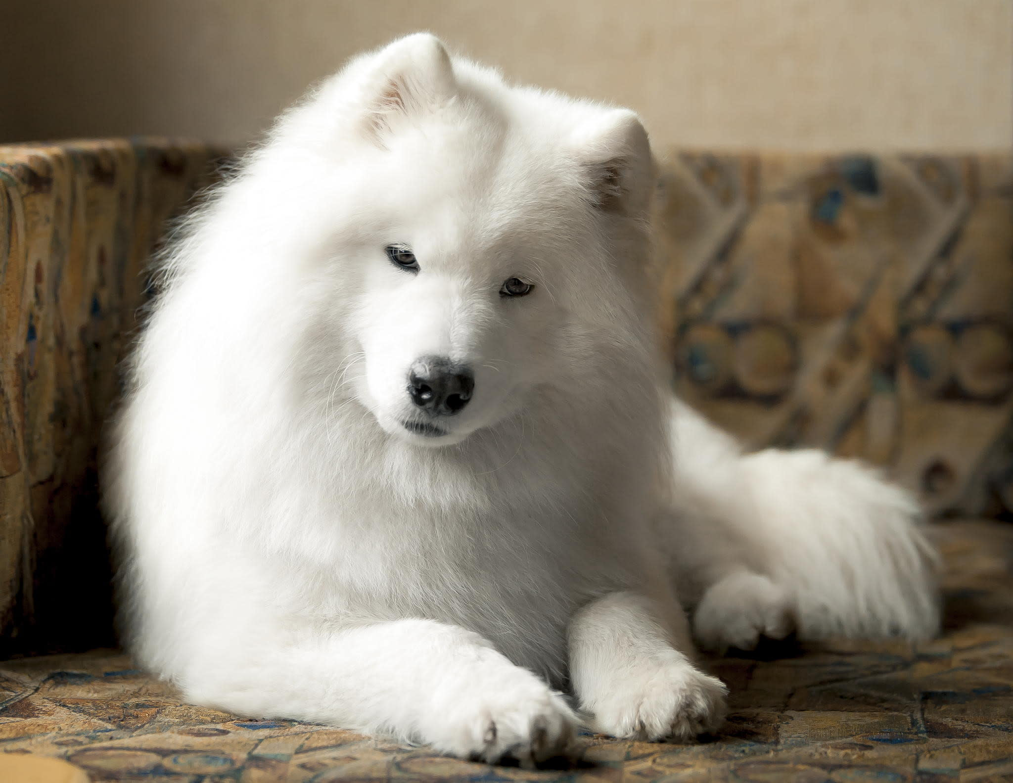 Samoyed Crochet Pattern, Dog Crochet Pattern, Dog Pattern