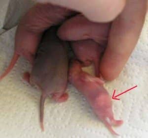 Newborn Baby Rat How To Care For Pregnant Rats And Baby Rats