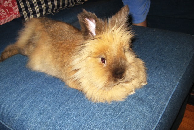 Lion Head Rabbit Rabbit Breeds Lion Rabbit Price Lionhead Rabbits