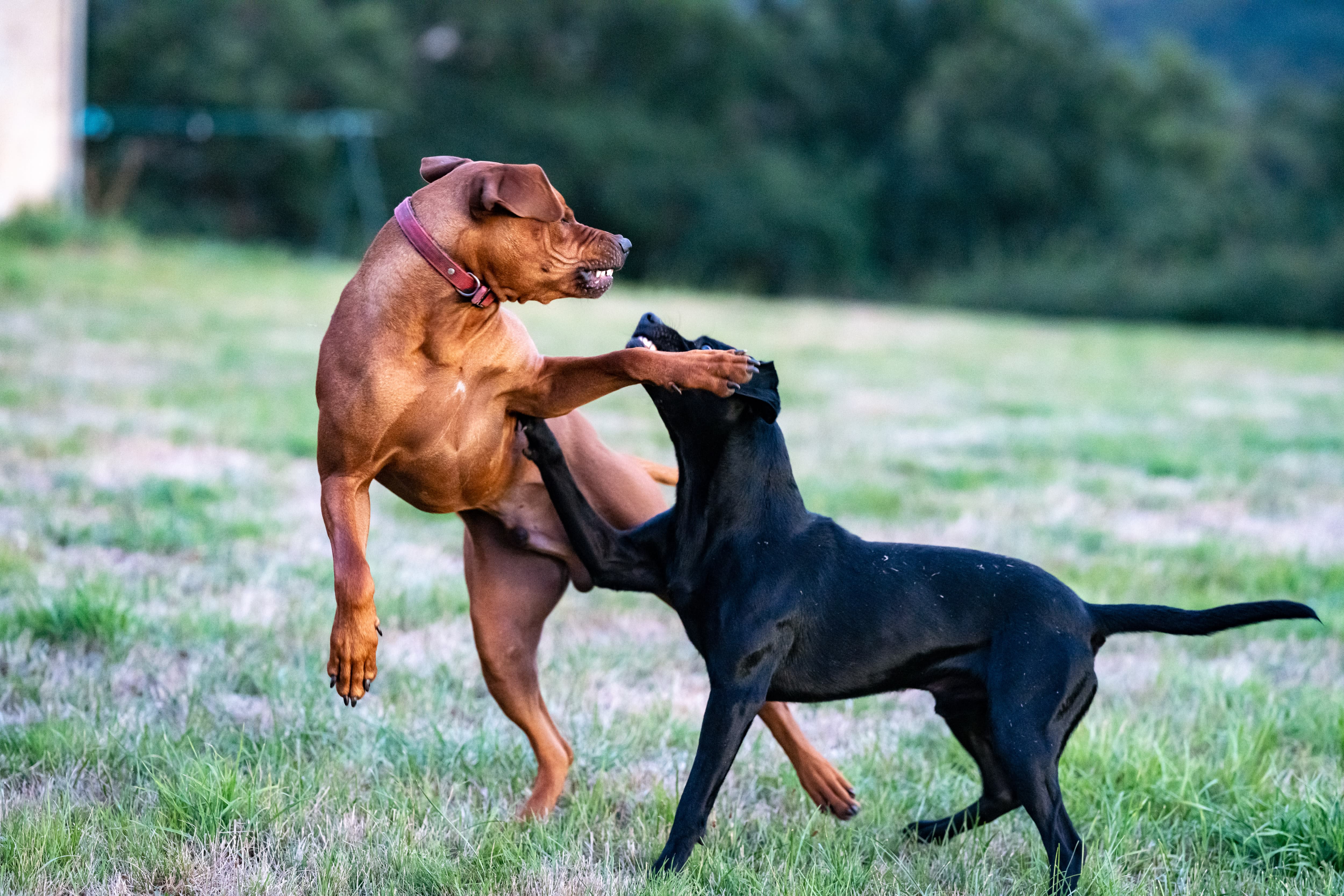 Why Is My Dog Aggressive to Other Dogs? - PetHelpful