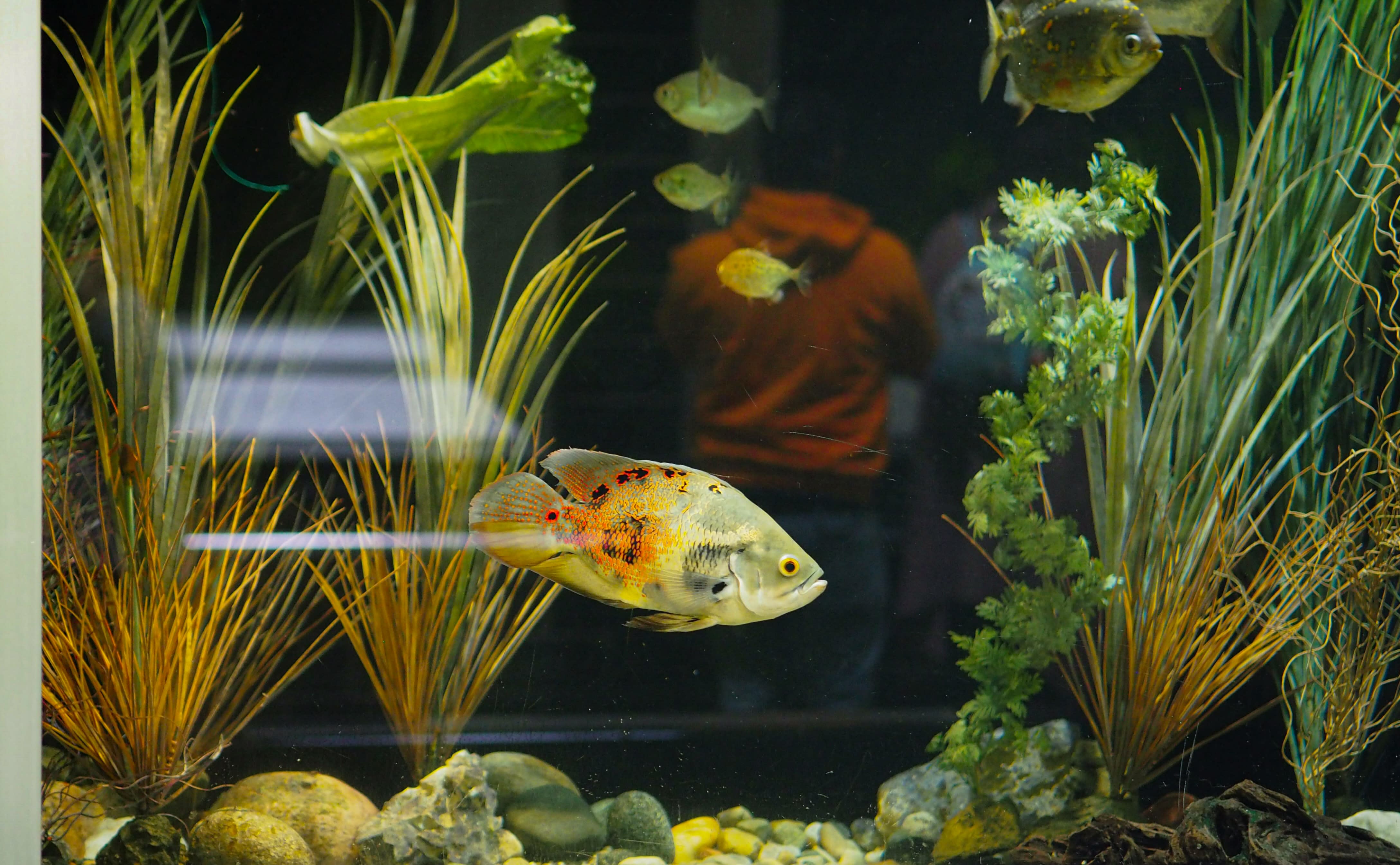 Pros and Cons of Using Live Plants in Your Home Aquarium - PetHelpful, image size:4352x2688