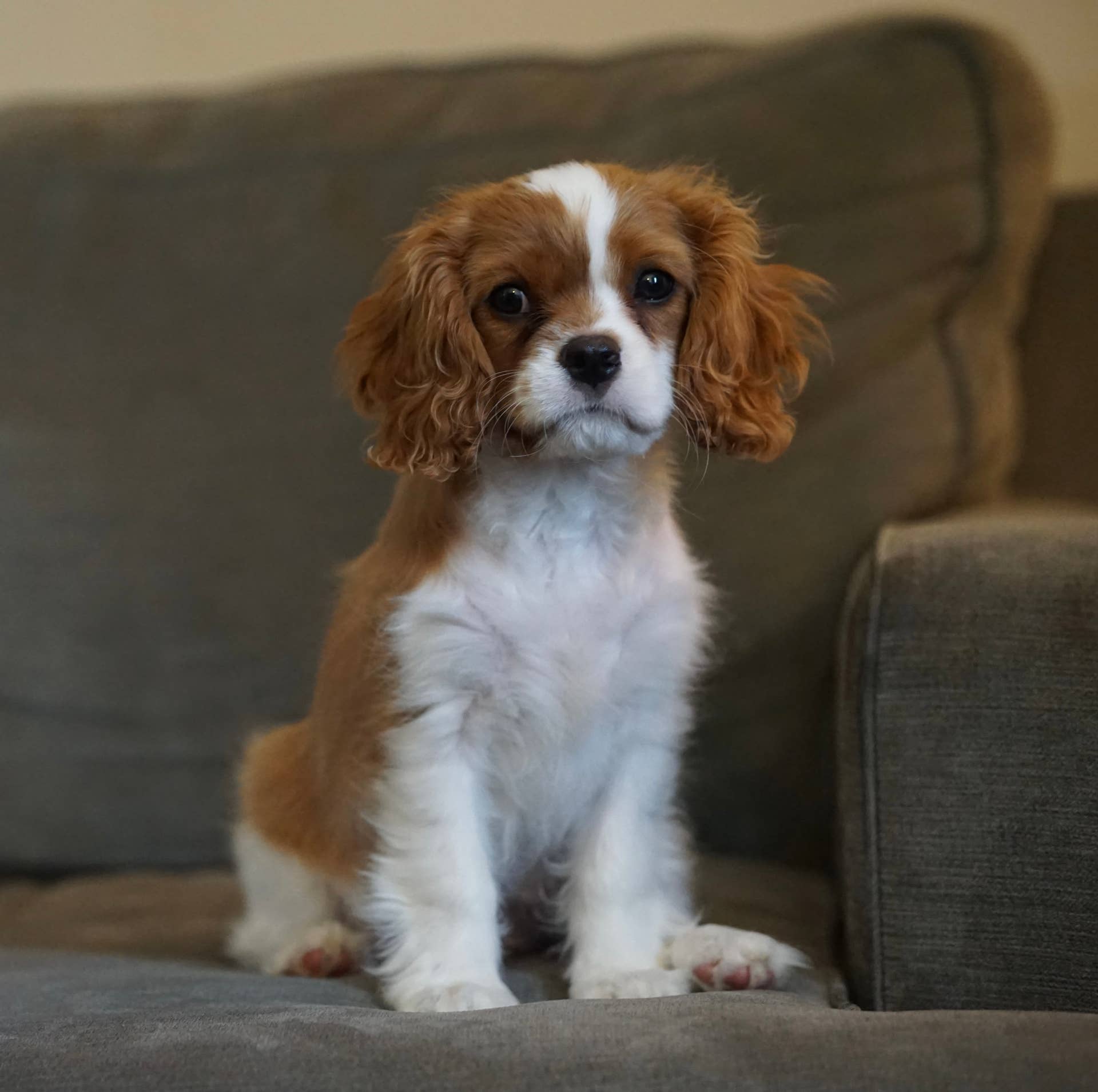 What To Know Before Owning A Cavalier King Charles Spaniel