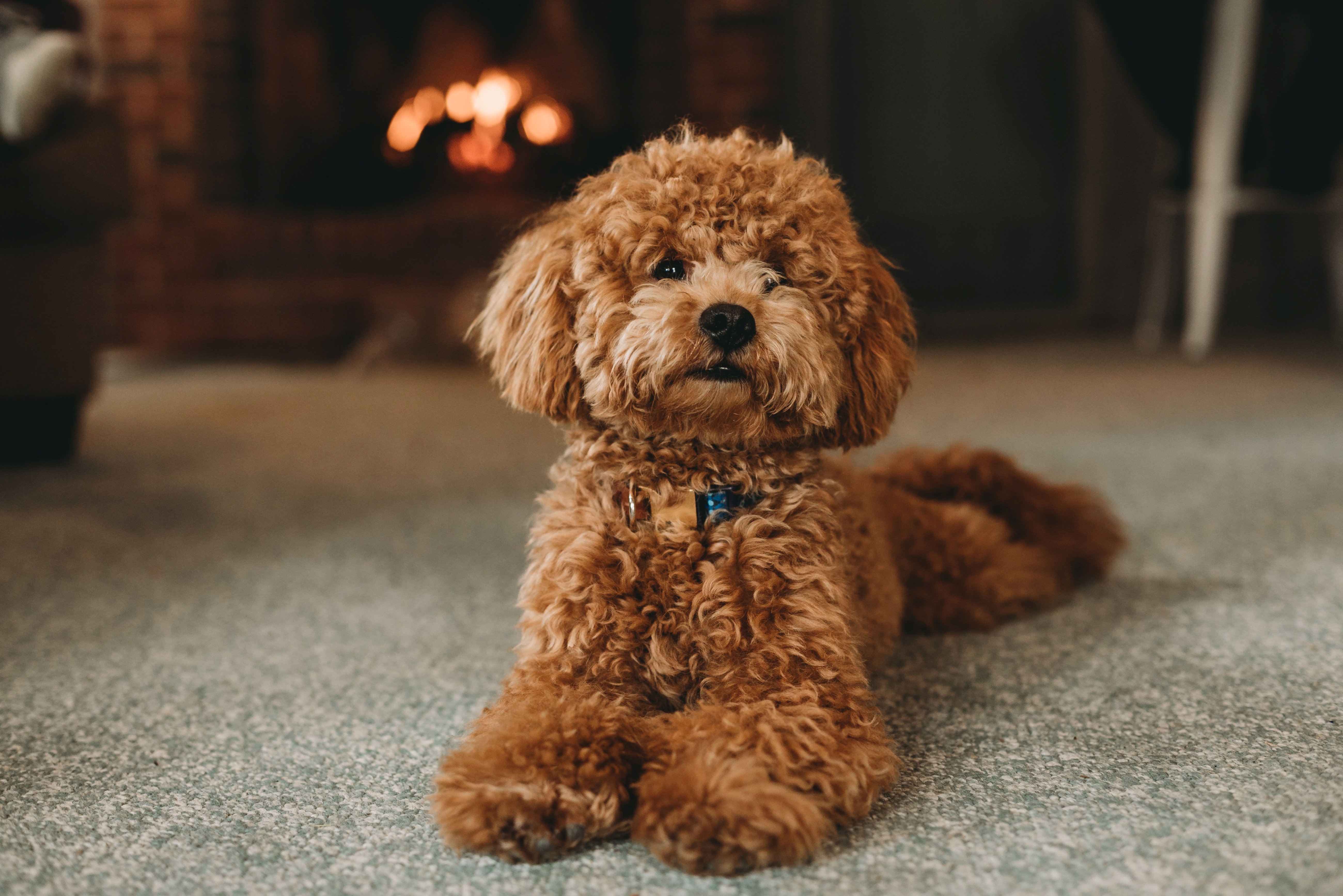 miniature dogs that dont shed hair