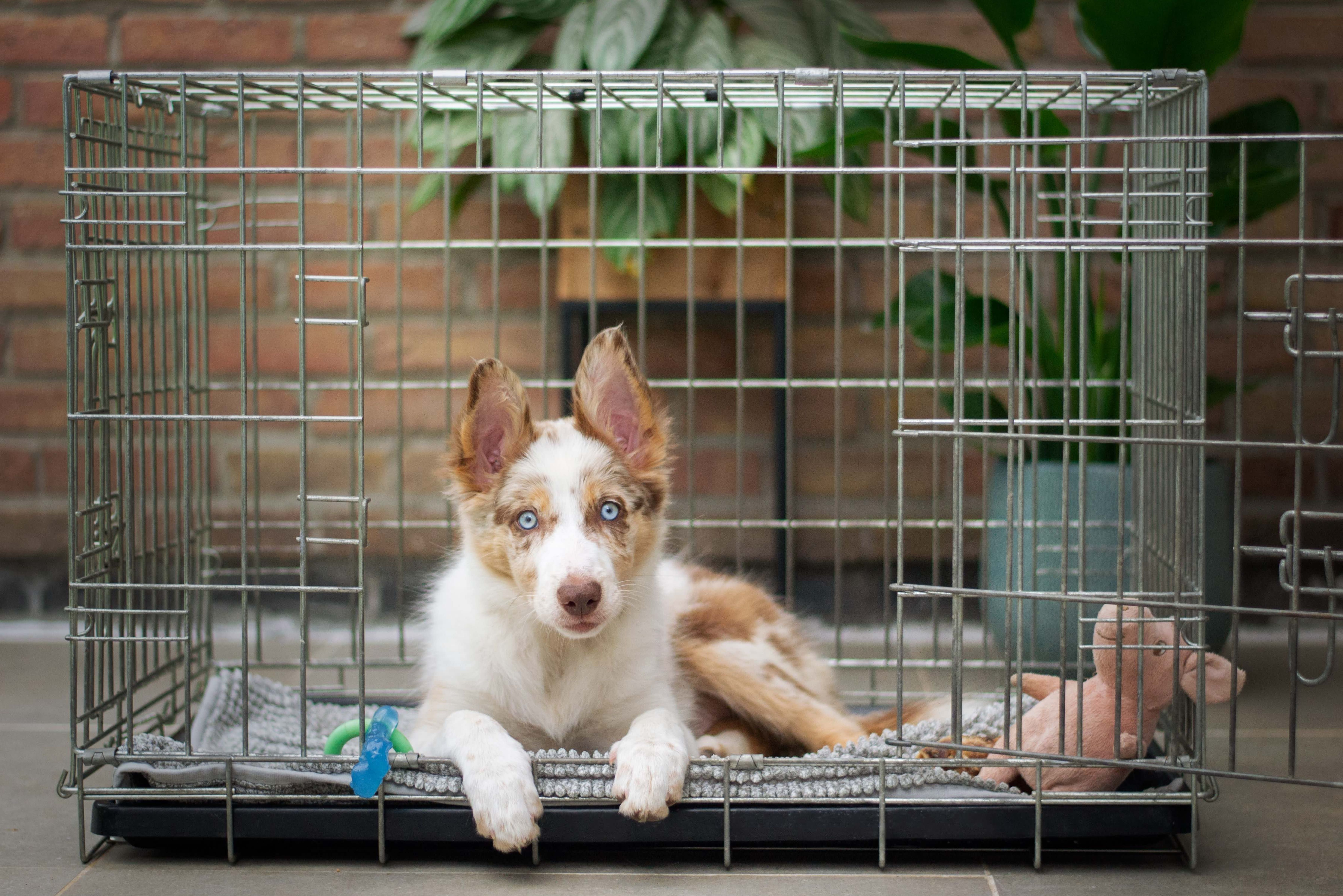 how to cook chicken for my dog