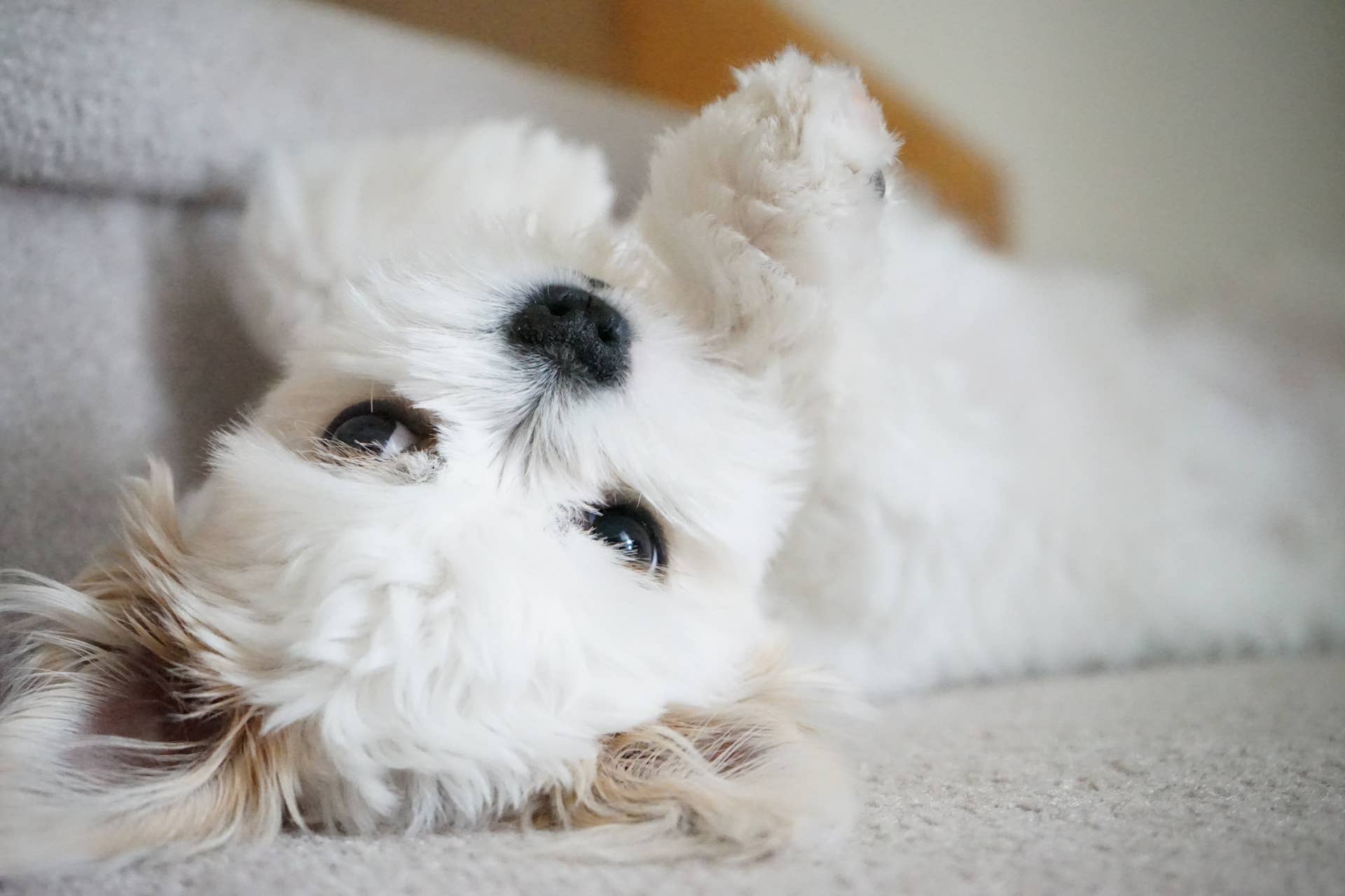 Teddy Bear Malshi: Cross of Maltese and Shih-Tzu Dog Breeds