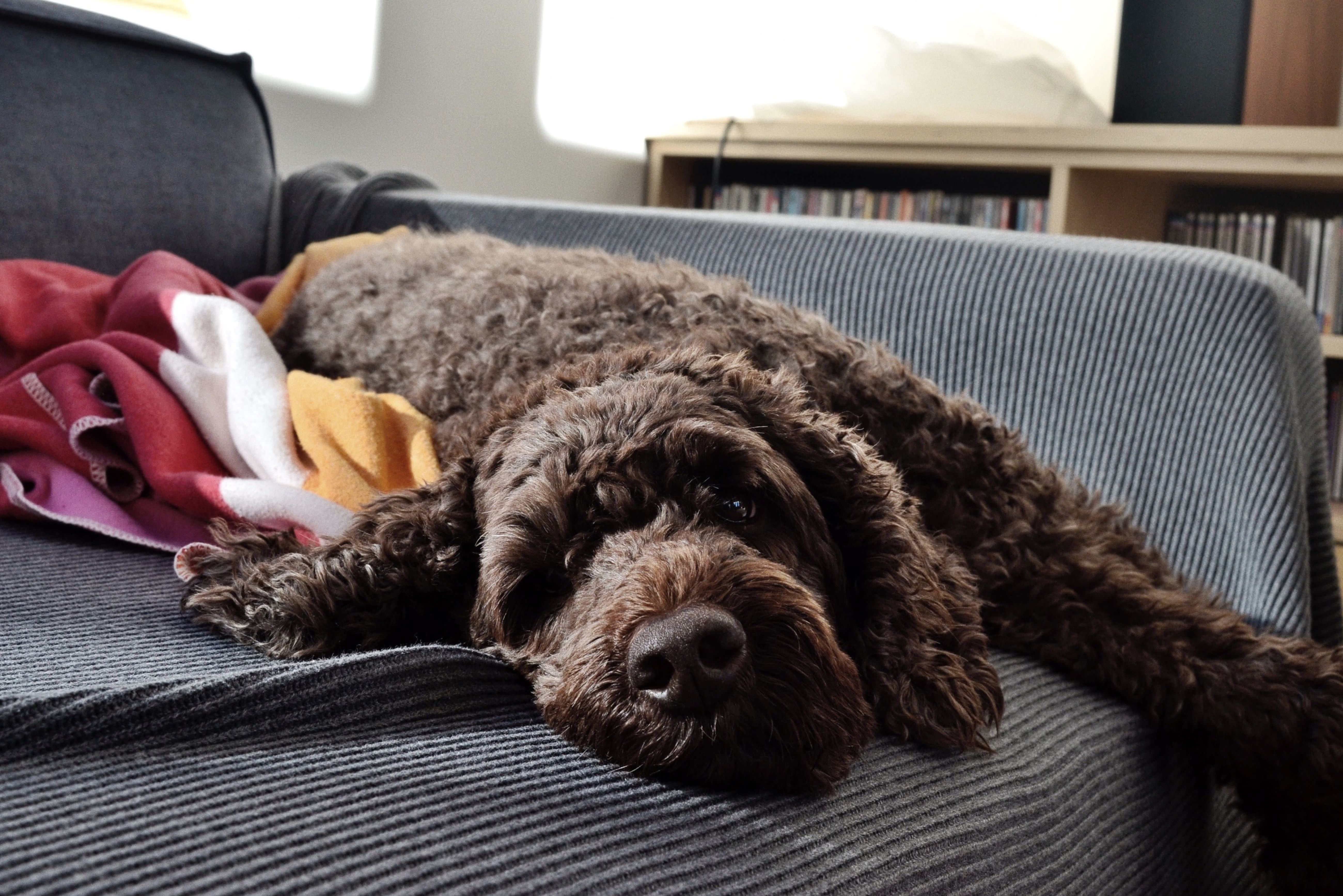 Cheapest Big Dog Breeds Large Dog Cheapest Breeds Medium Size