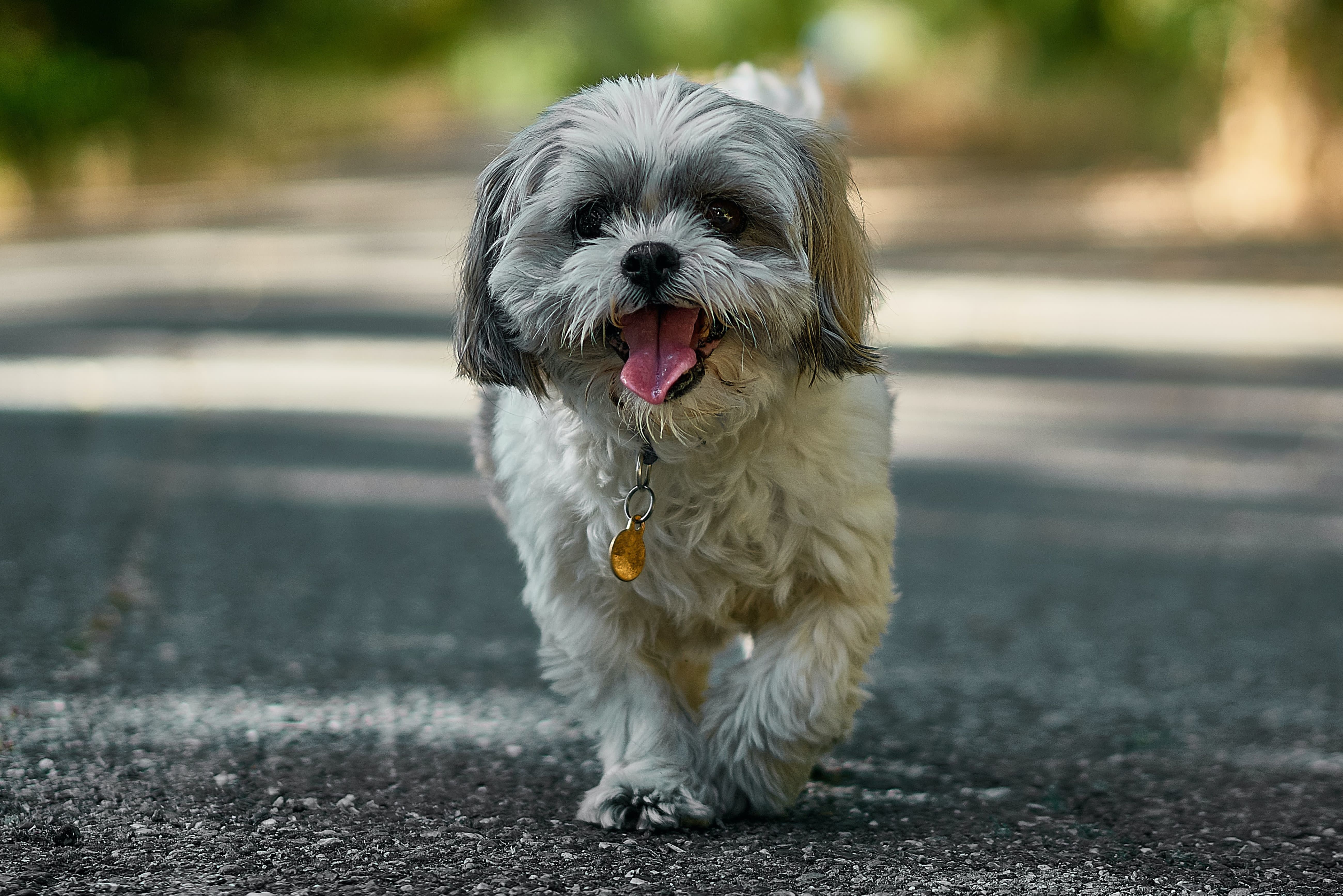 Allergy Calm Hypoallergenic Dogs 30 'Hypoallergenic' Dogs That Don