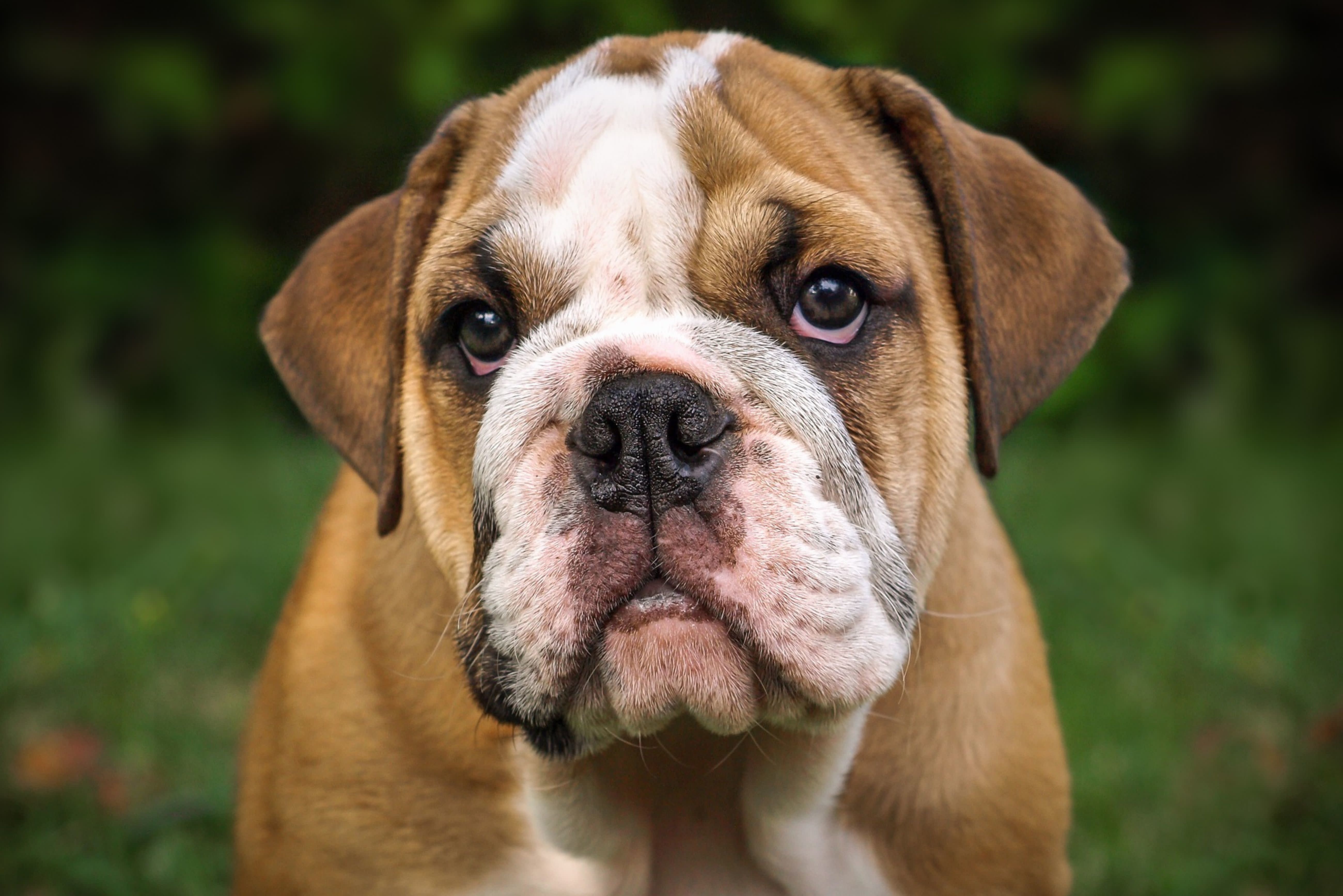 Bulldog Breed Dogs 101 English Bulldog Discount English Bulldog