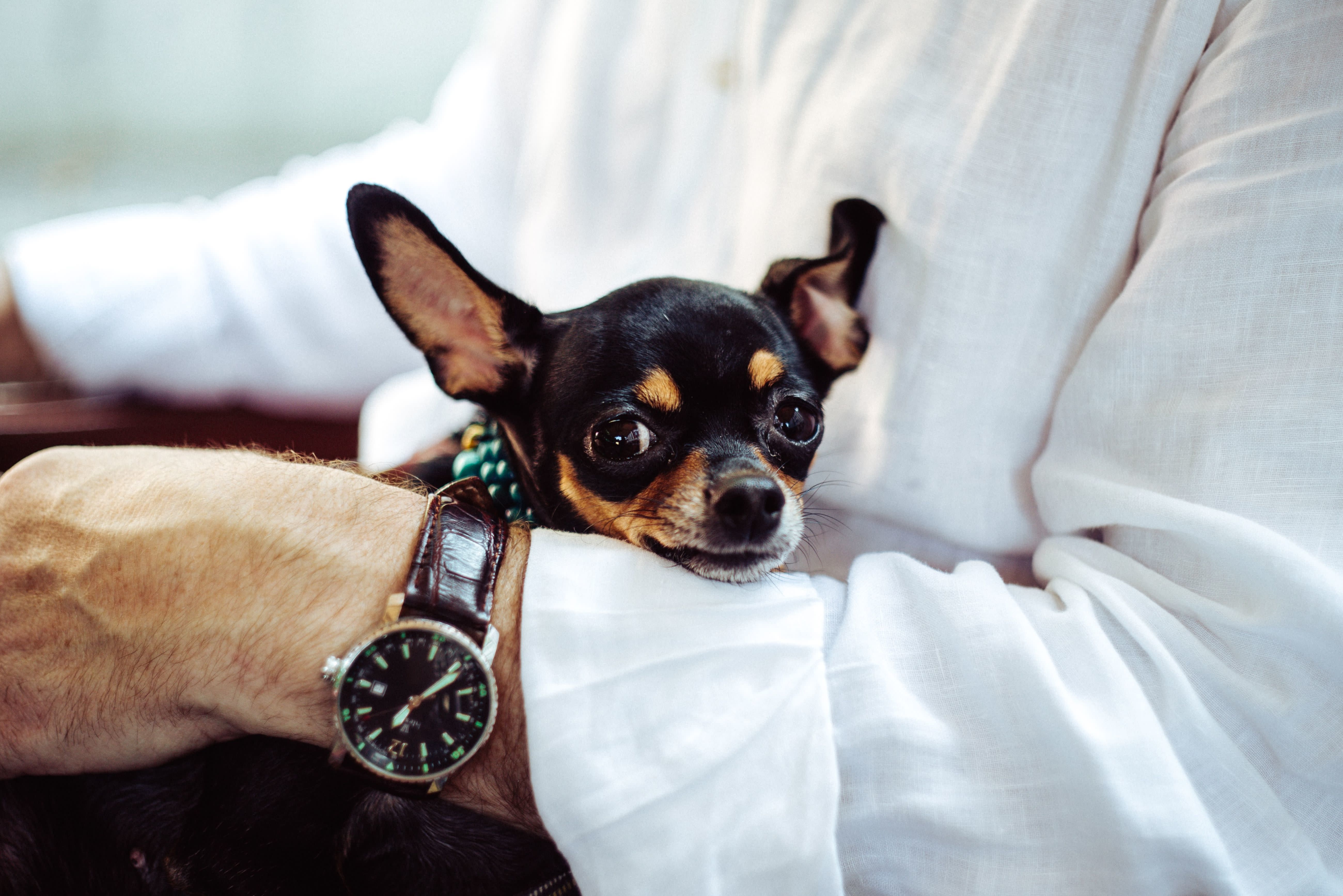 Top small dogs for the elderly New Arrivals