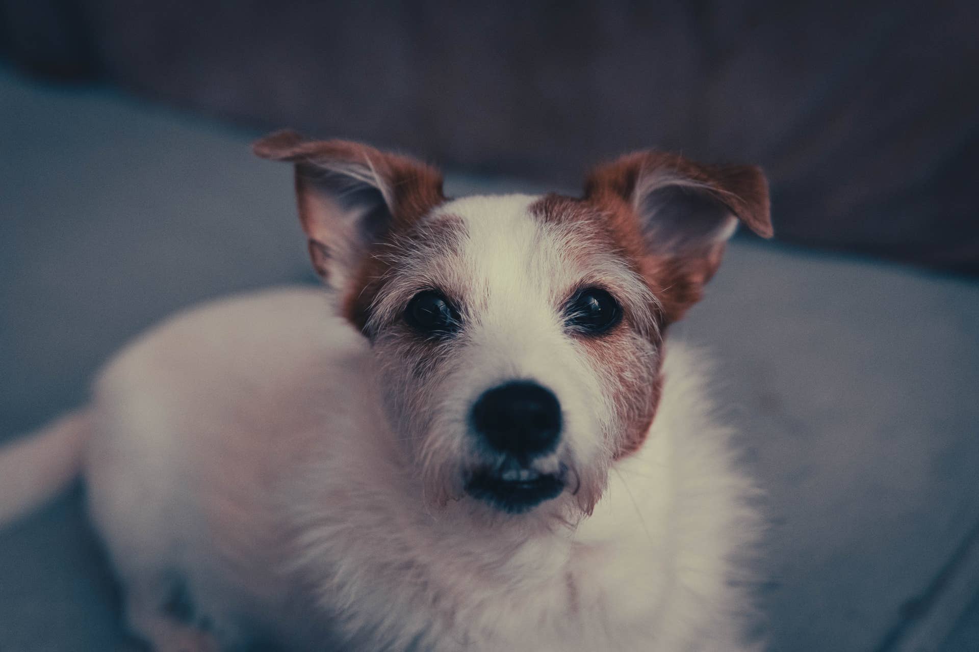 Facts About Jacks All About Jack Russell Terriers PetHelpful