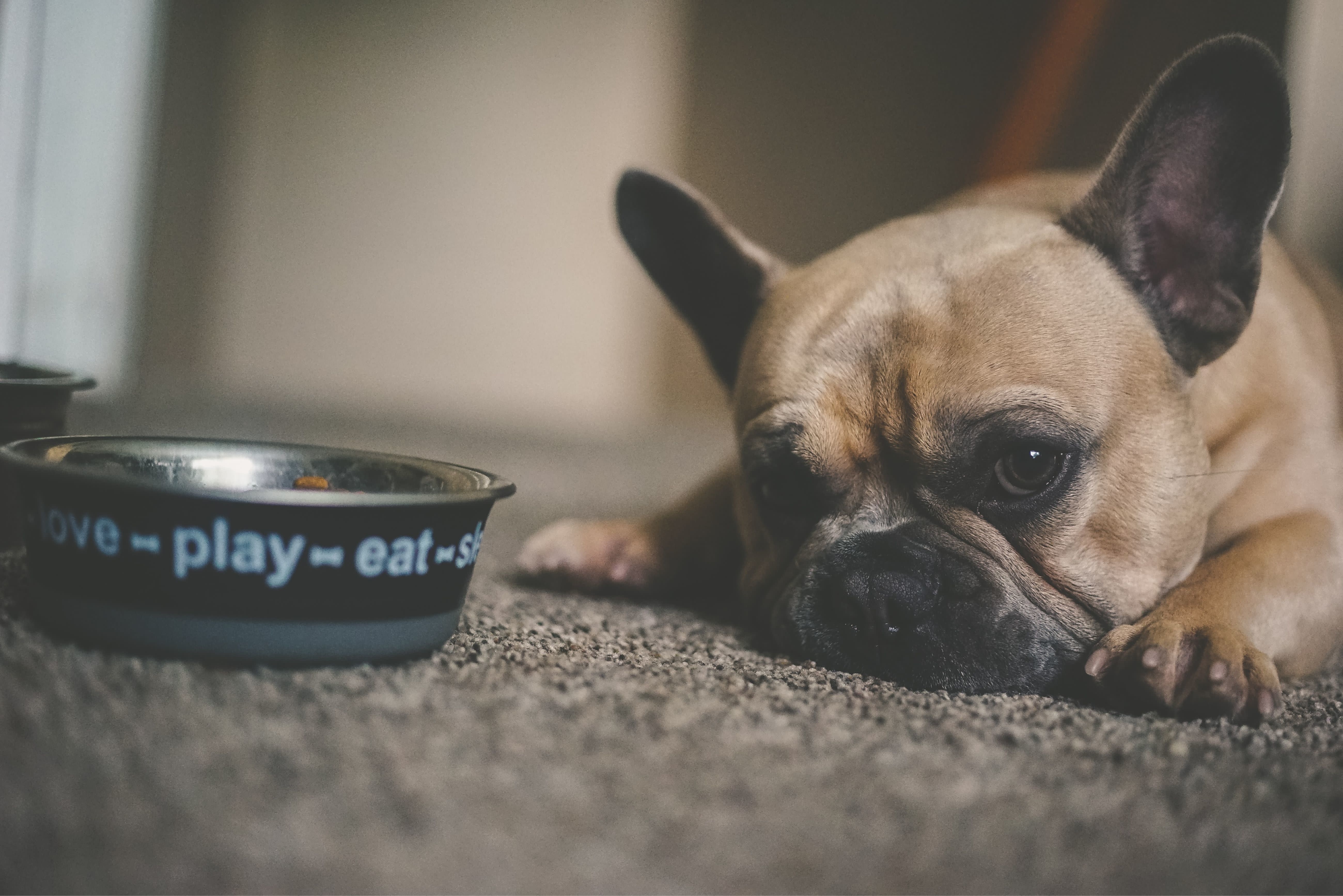 dog eats cooked chicken bones