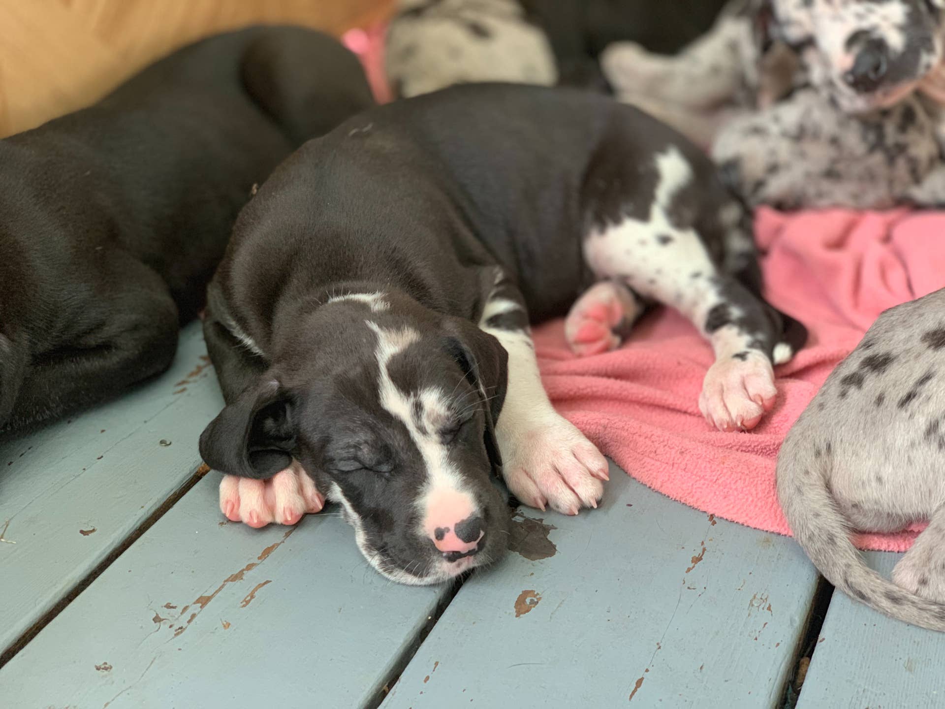 Great Dane Mama's Humongous Litter of Puppies Has People in Shock