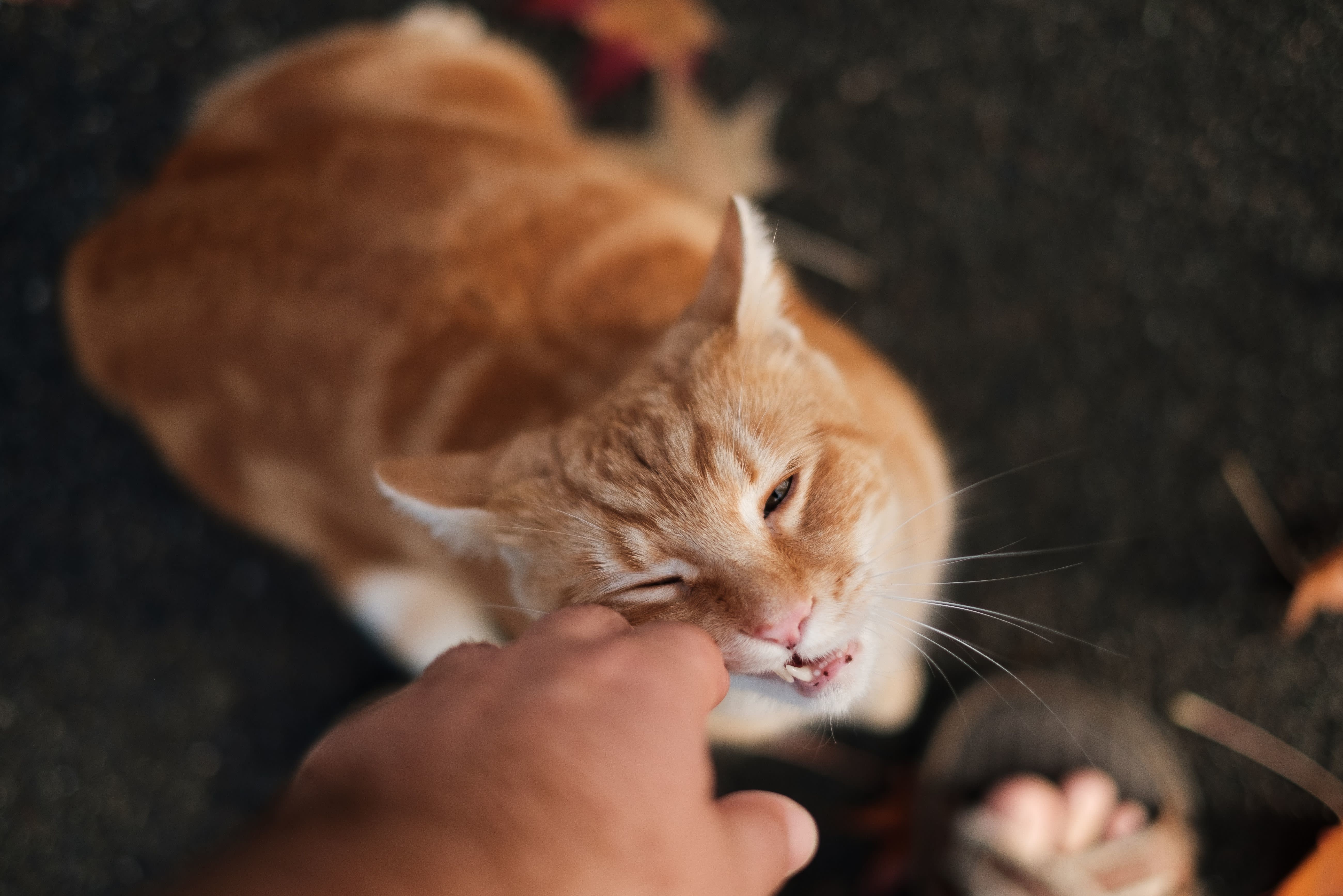 how to make your cat stop biting and scratching you