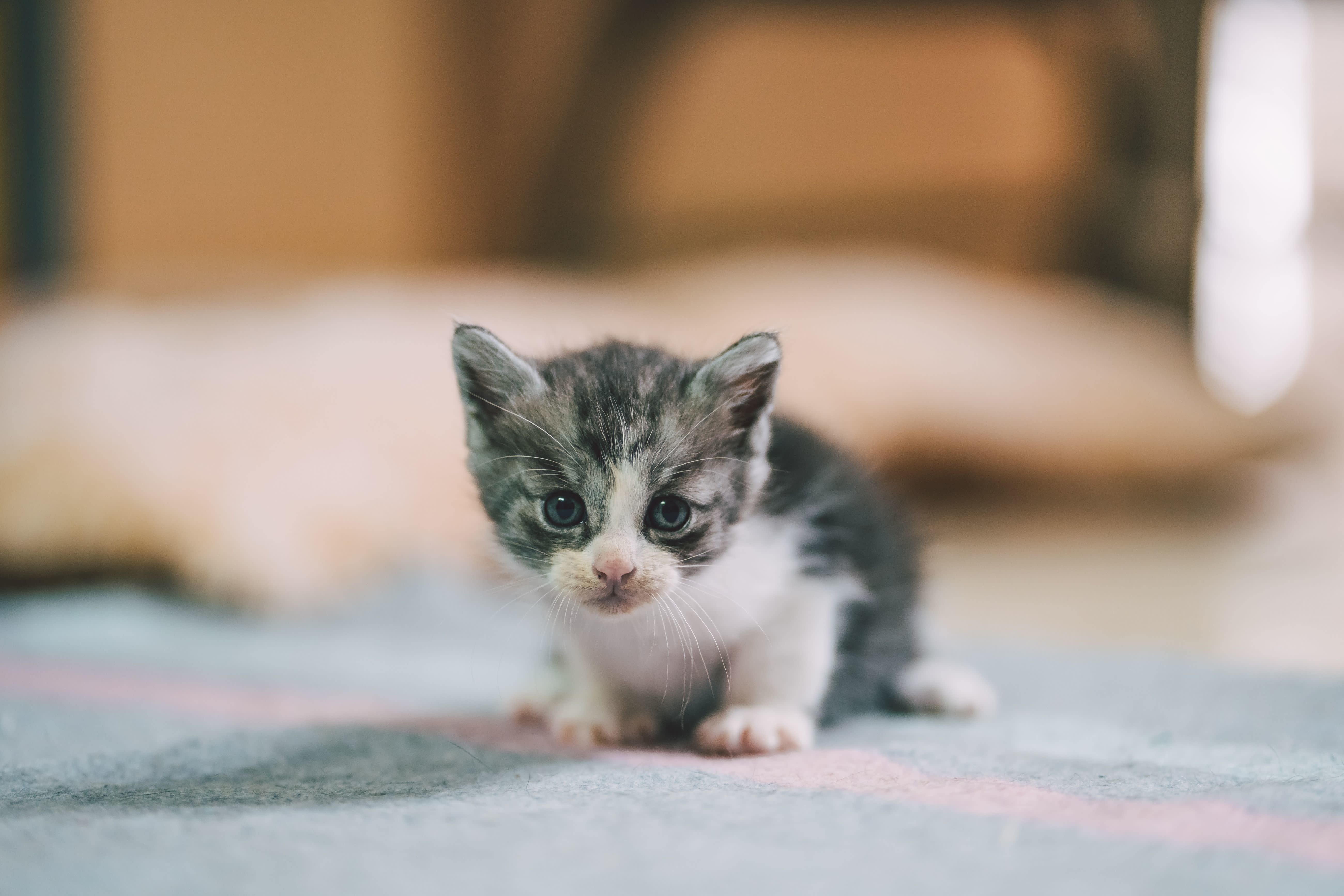 10 Logical Reasons Why Cats Are Cute With Pictures