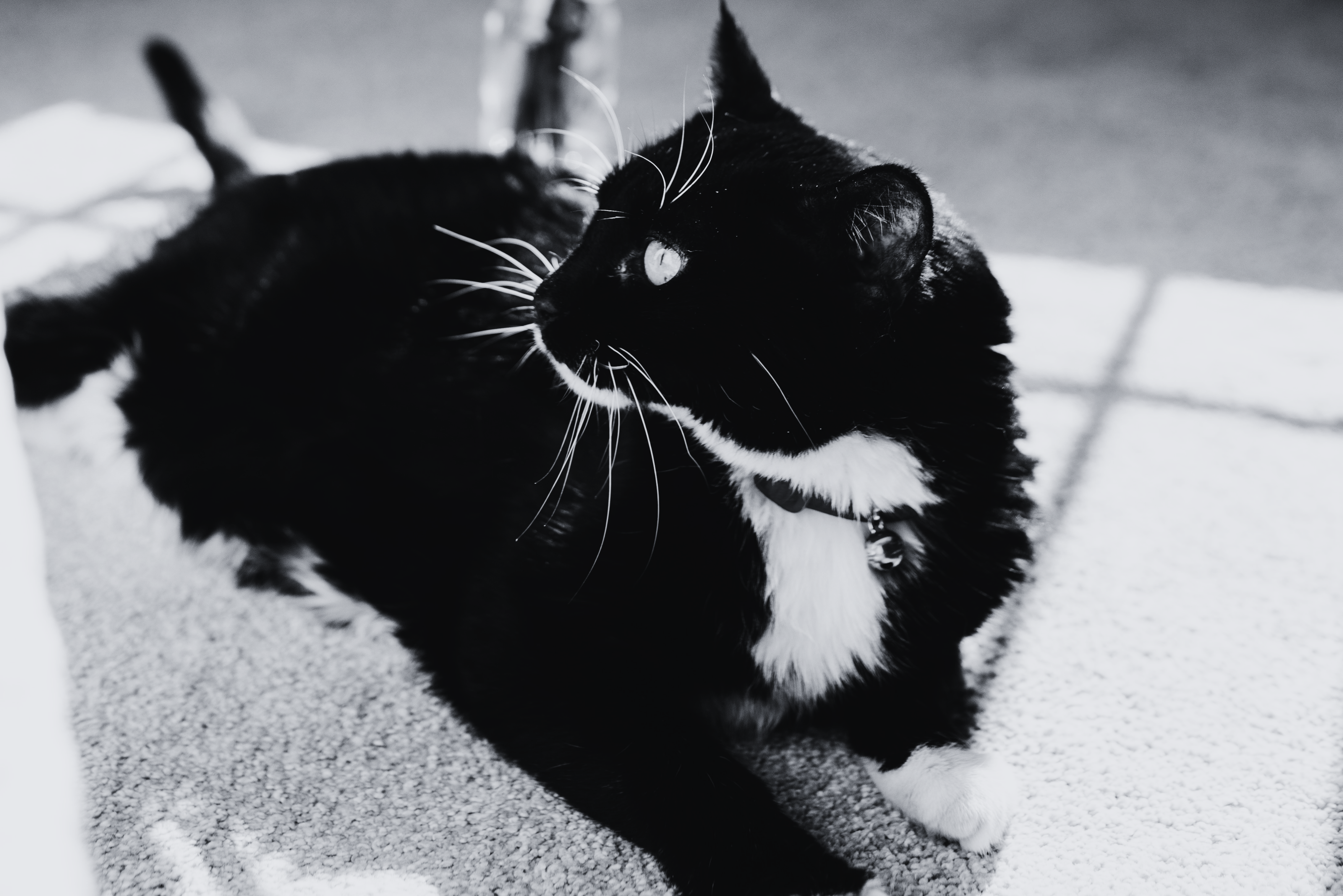 When Your Cat Dies: Gentle Tips to Heal Your Grieving Heart