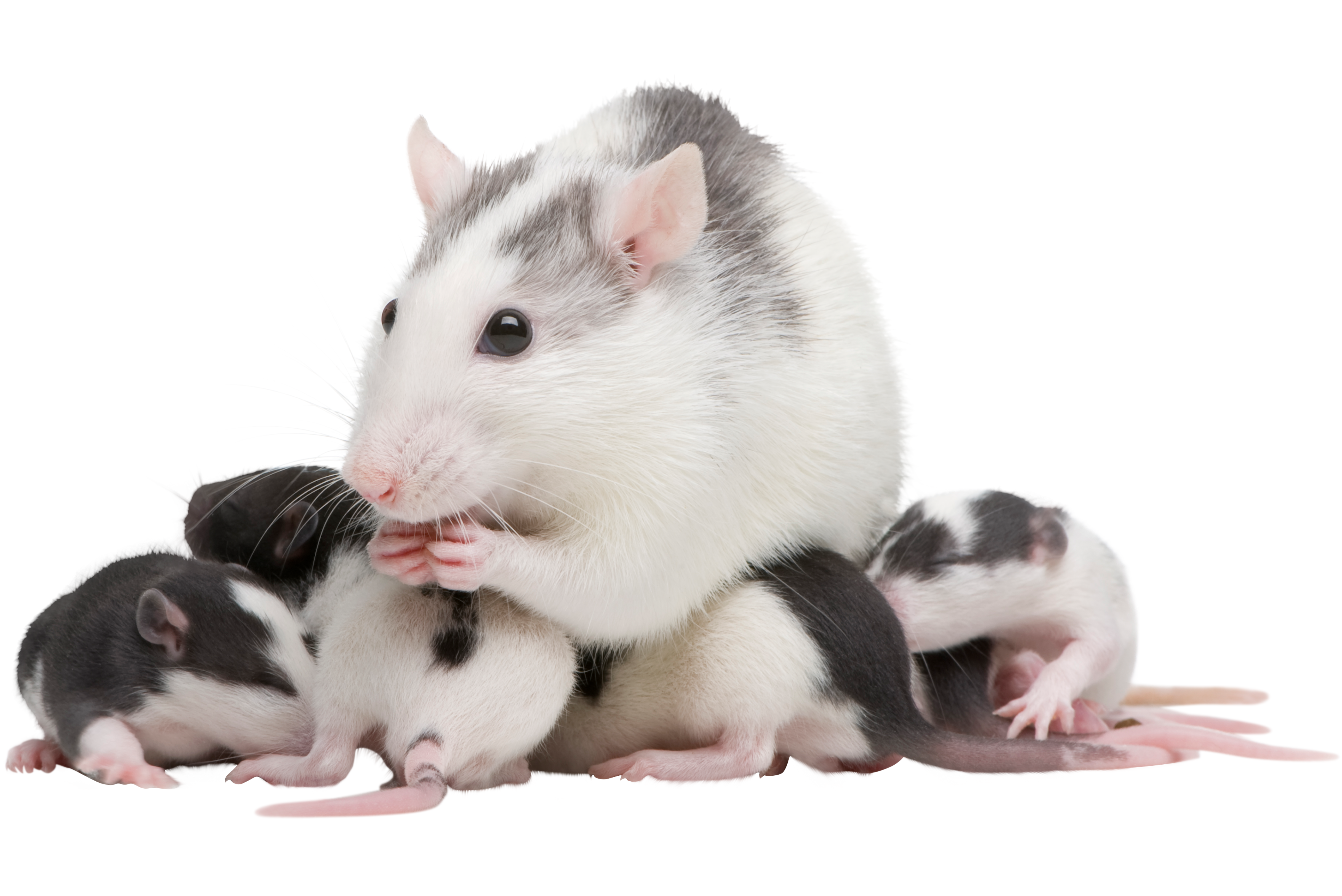 do rats eat baby kittens