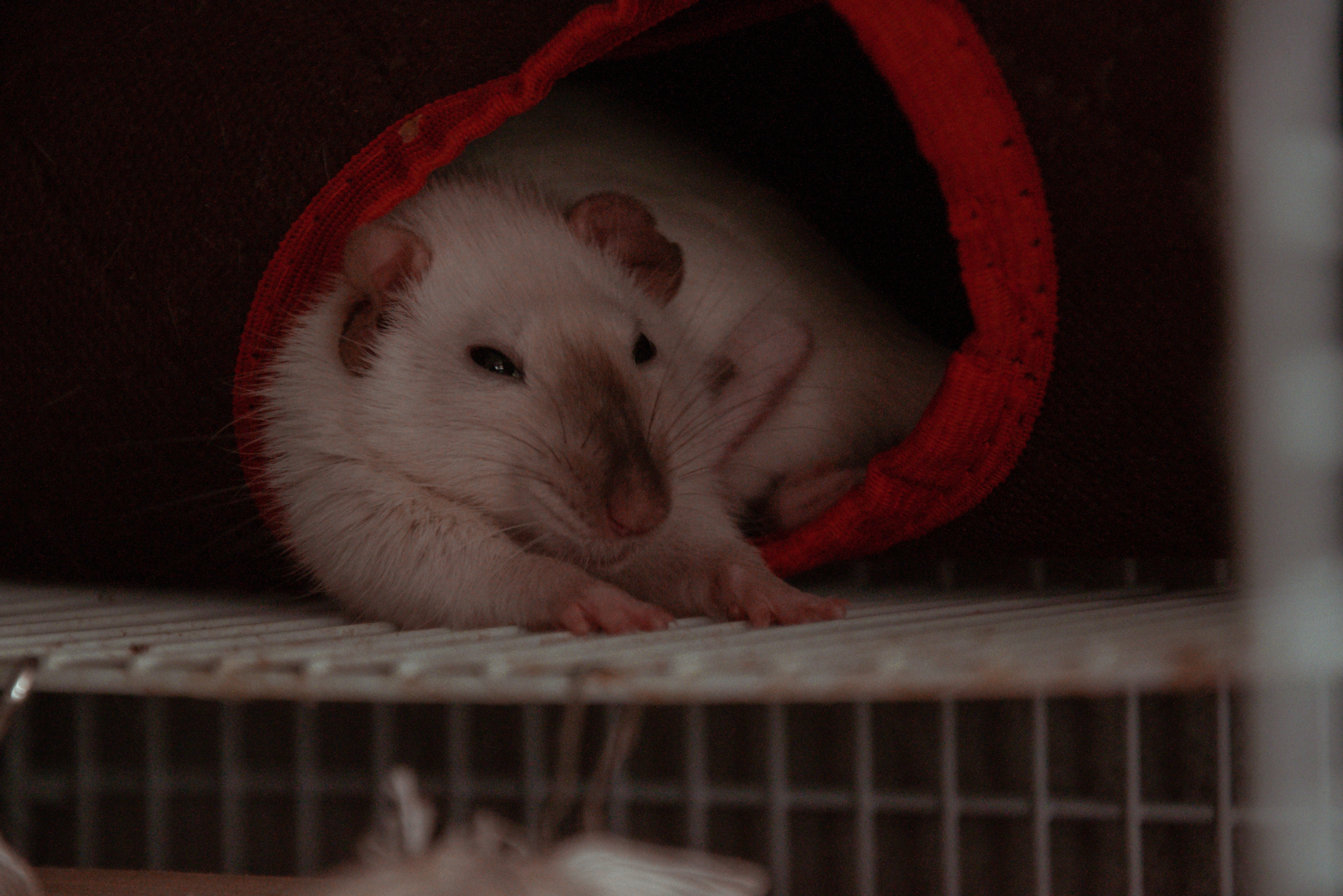 How often to clean rat cage sales