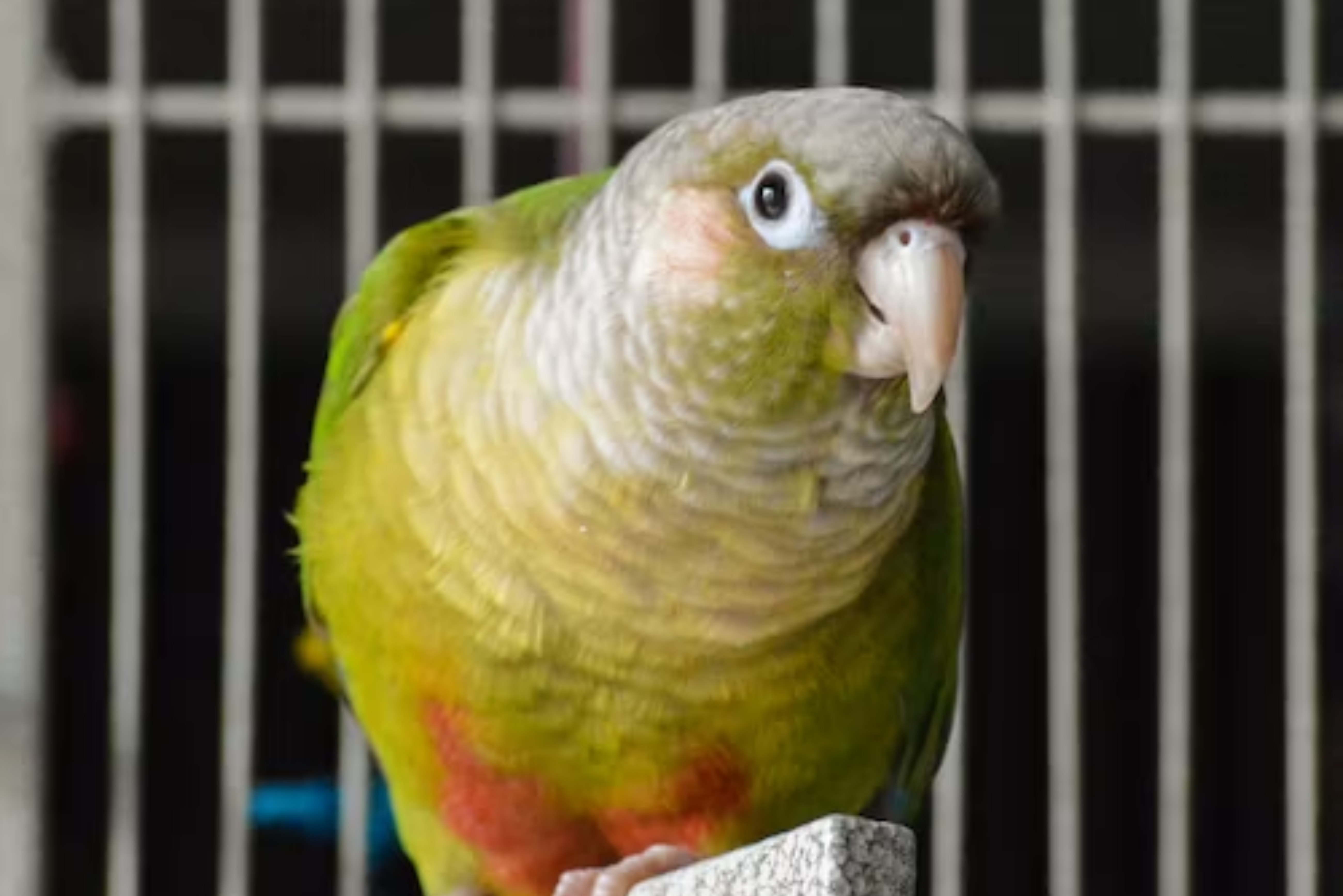 How to Care for a Green Cheeked Conure Parrot