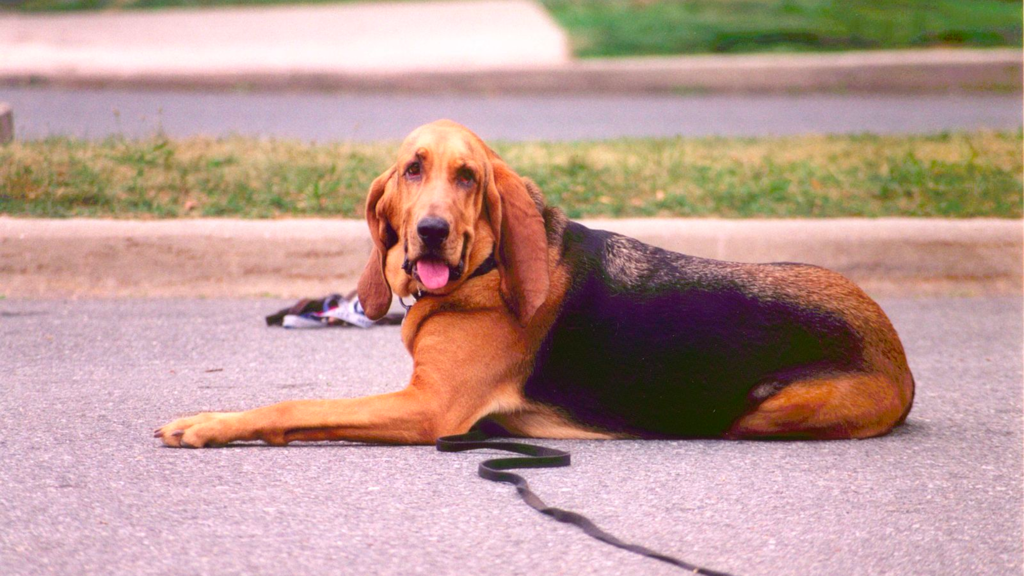 The Bloodhound: The Perfect Companion for Outdoor Adventures and