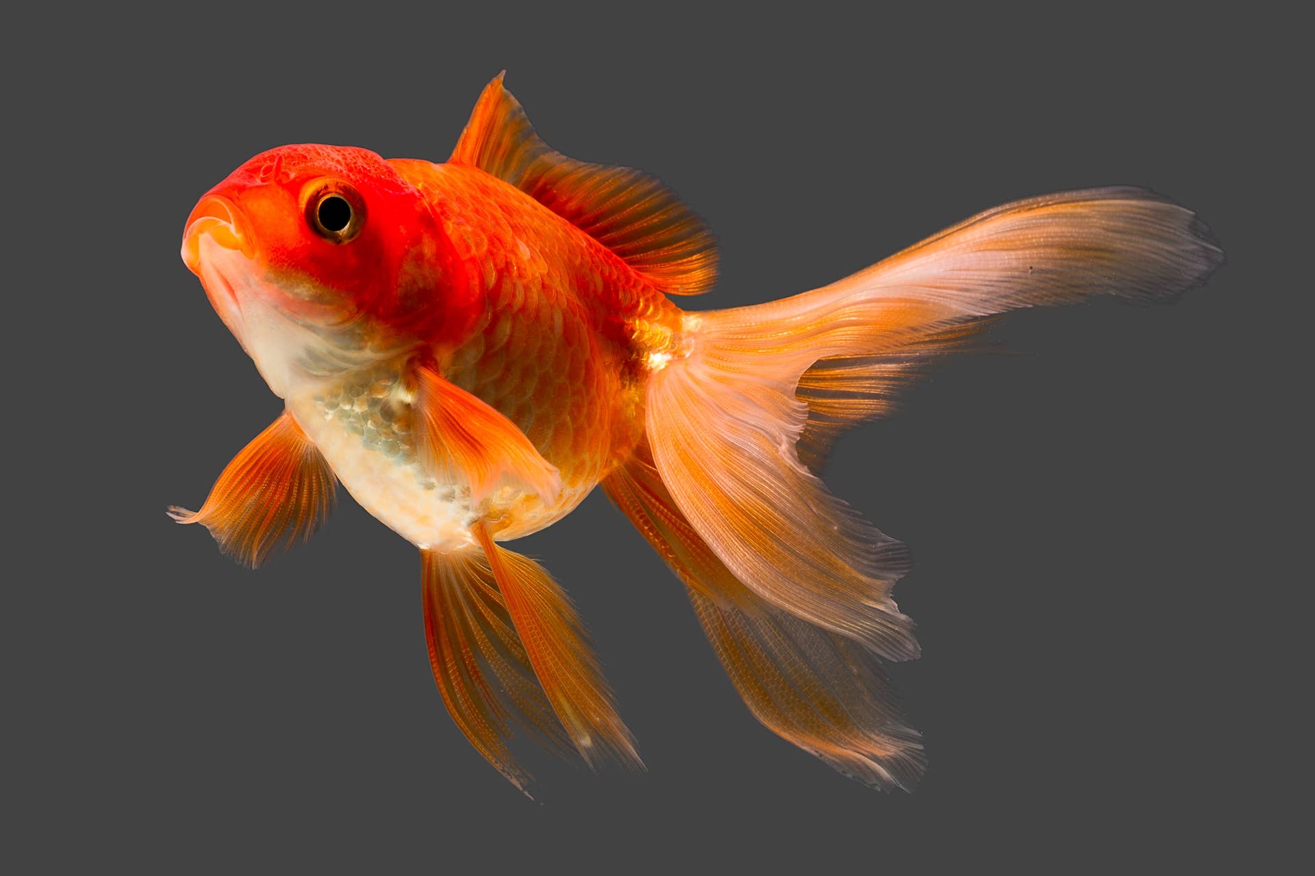 Image showcasing Goldfish Owner Takes Their Giant Fish To the Vet and It's Wild to See