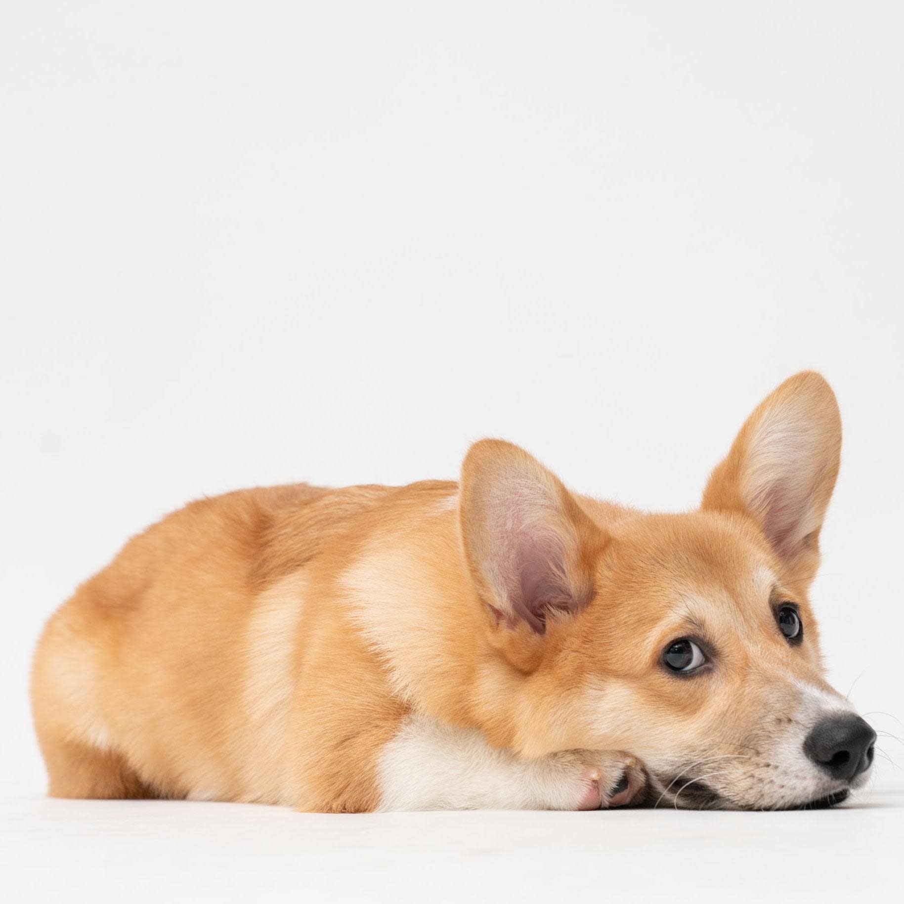 how-soon-can-i-vaccinate-my-dog-after-parvo