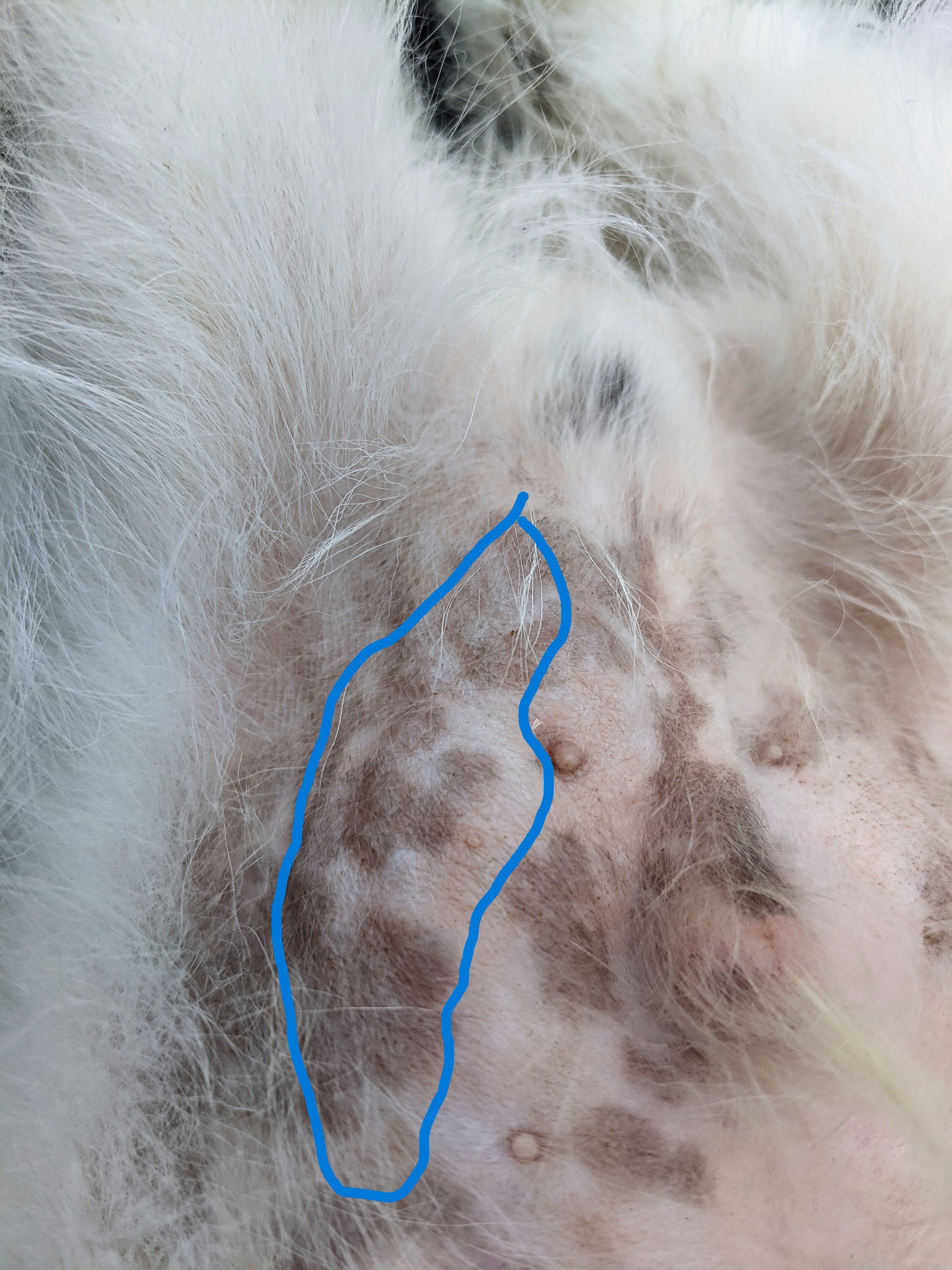 Why Does My Puppy Have a Lump on His Belly