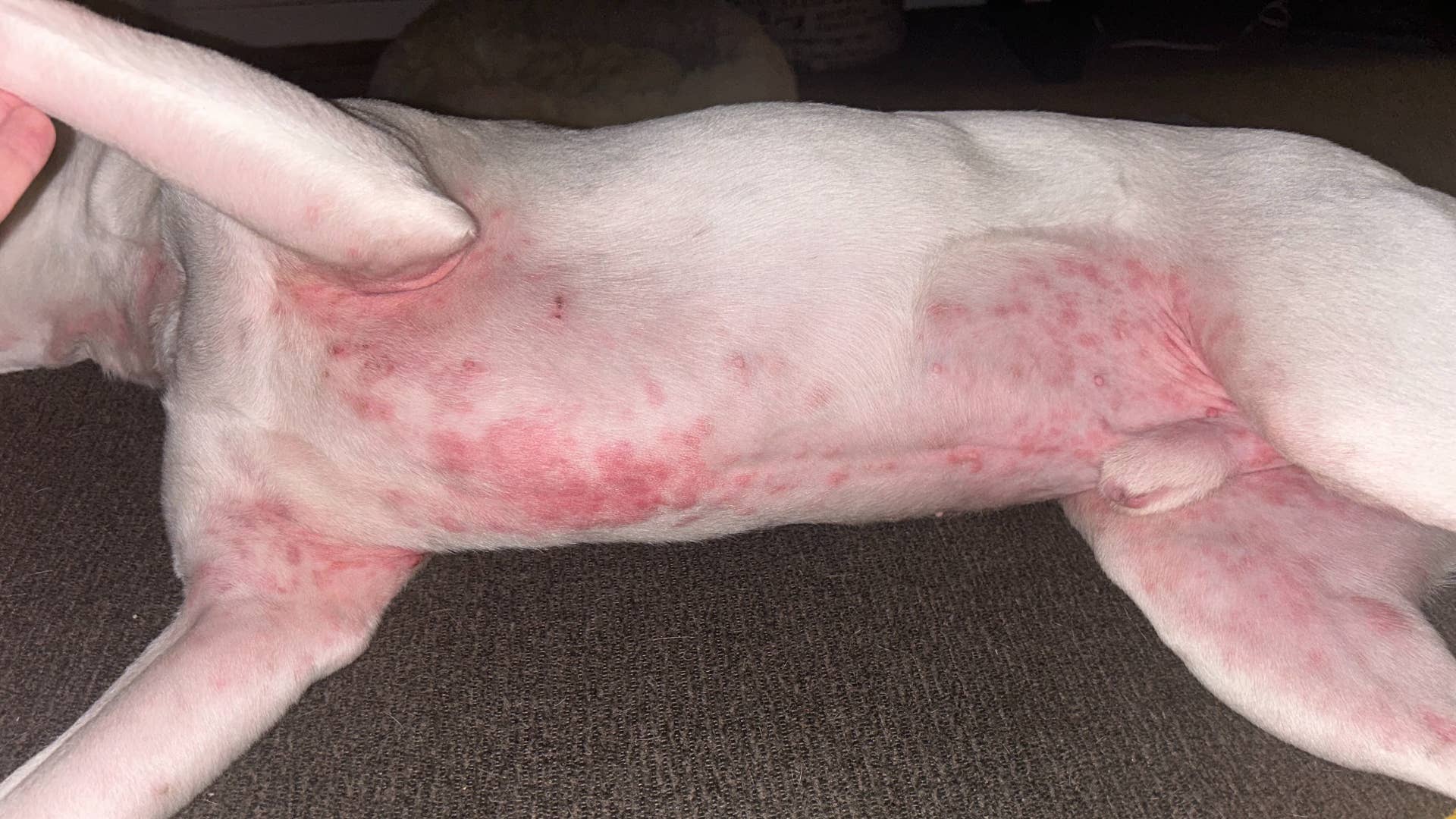 Dog Allergy Rash On Face - Infoupdate.org