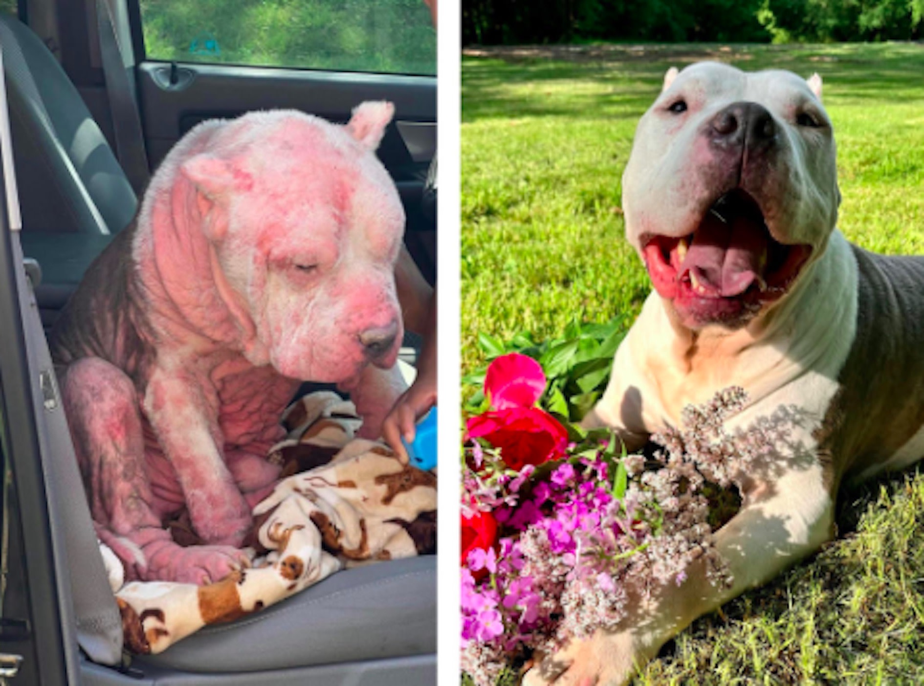Wisconsin Senior Pit Bull Mix Inspires Adopter to Give Back to Community in Amazing Way - PetHelpful
