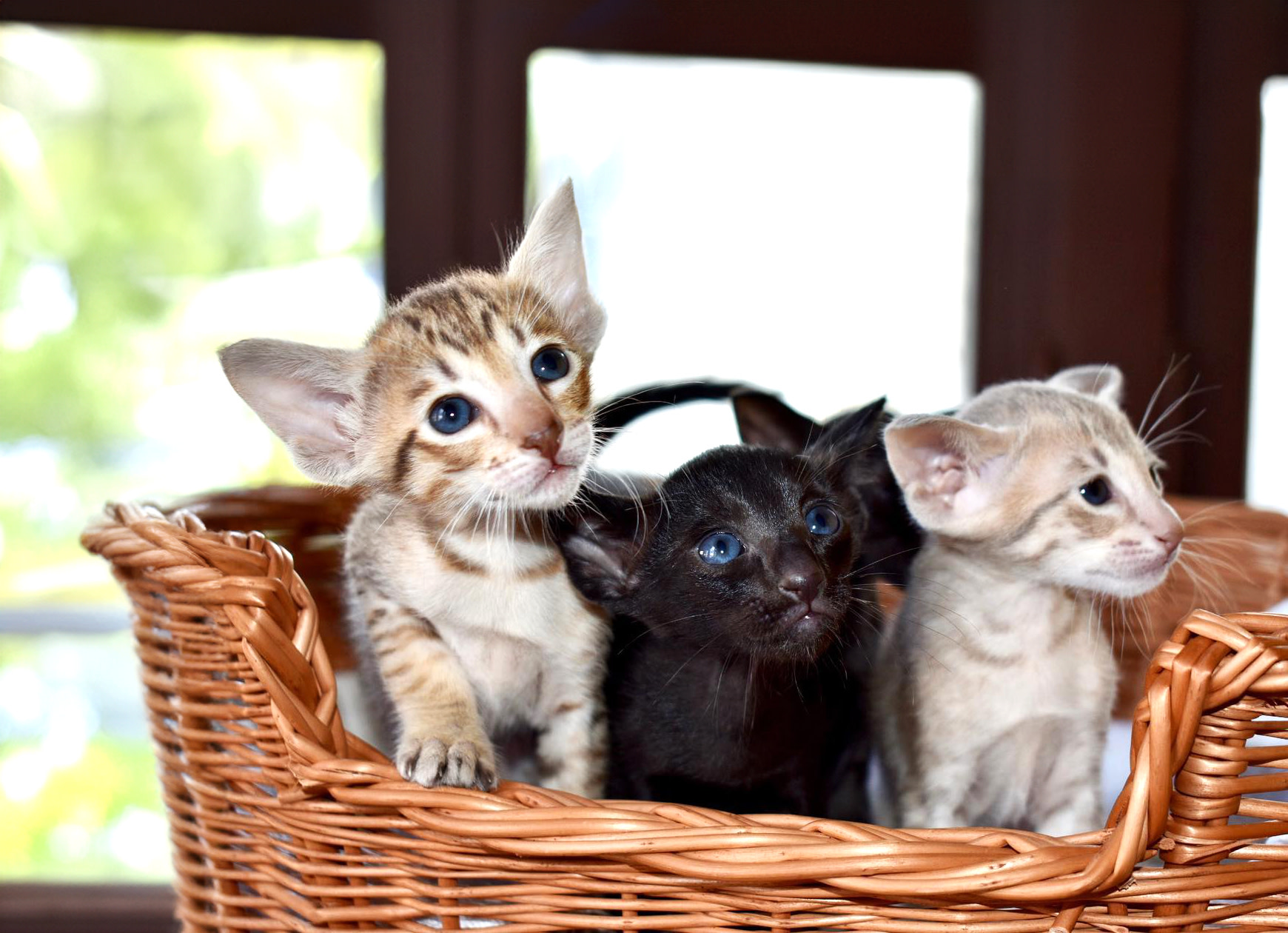 Kitten Fraud: How to Avoid Becoming a Victim of Scams