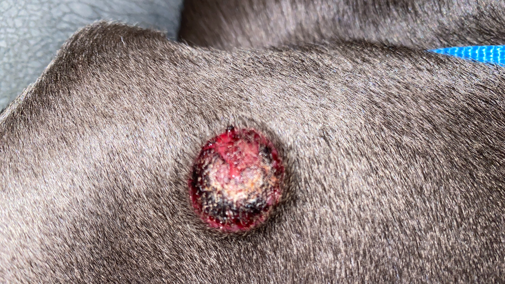What Do Cancerous Lumps Look Like on Dogs