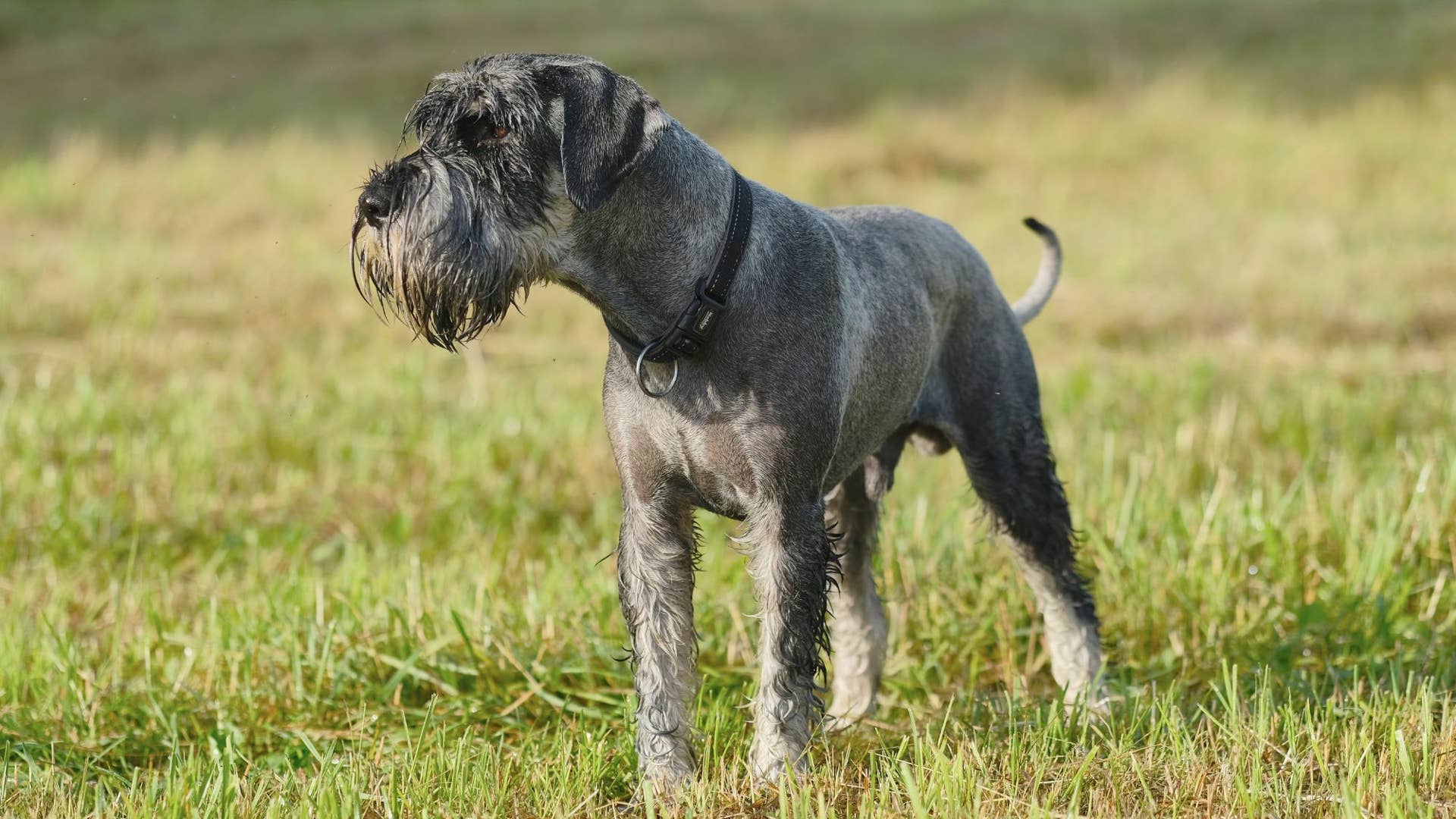 Standed Dog The Standard Schnauzer: A Comprehensive Guide to the Energetic and ...