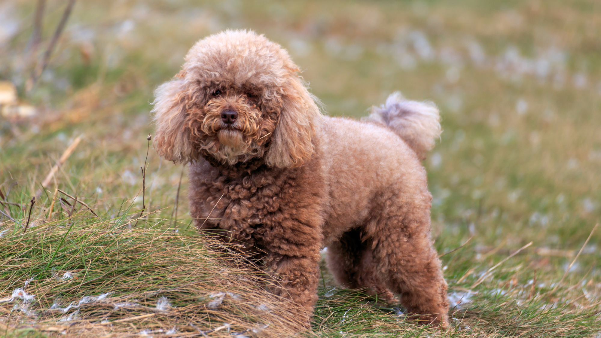 mini poodle baby