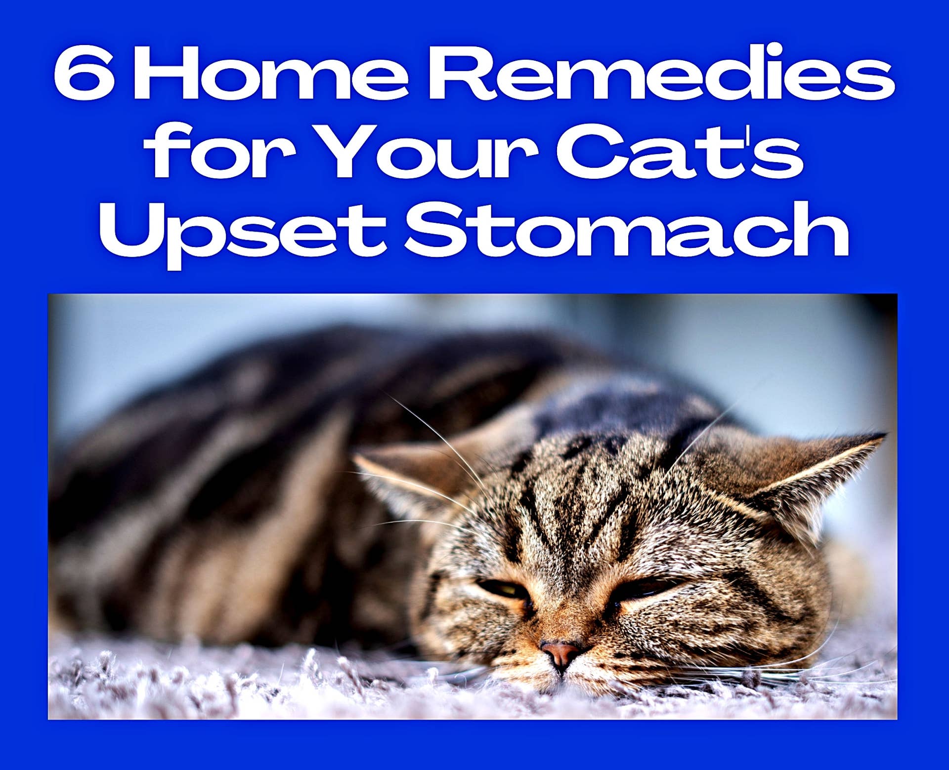 What To Give Cat For Upset Stomach
