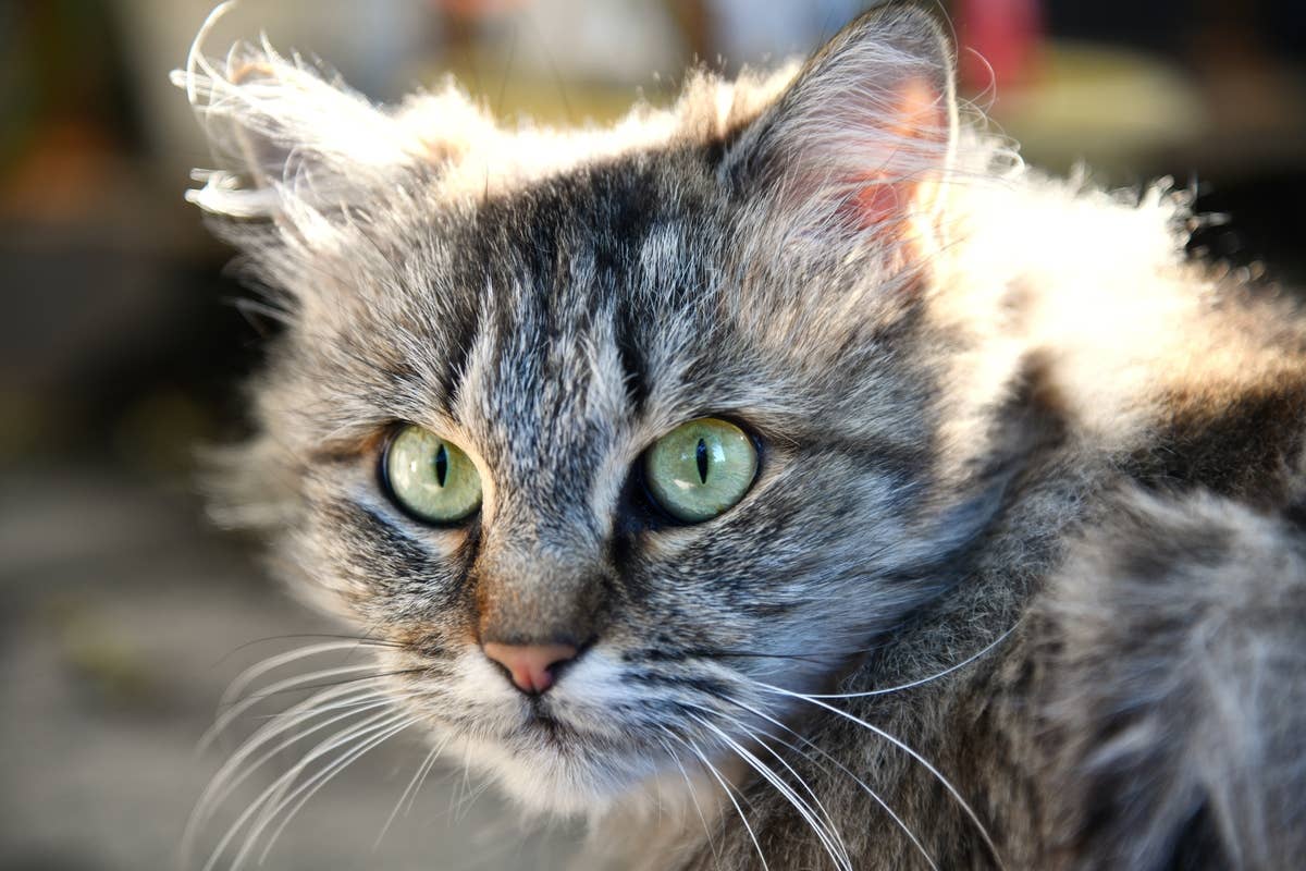Unbothered 21-Pound Tabby Cat Is Blowing People Away With His Massive Size