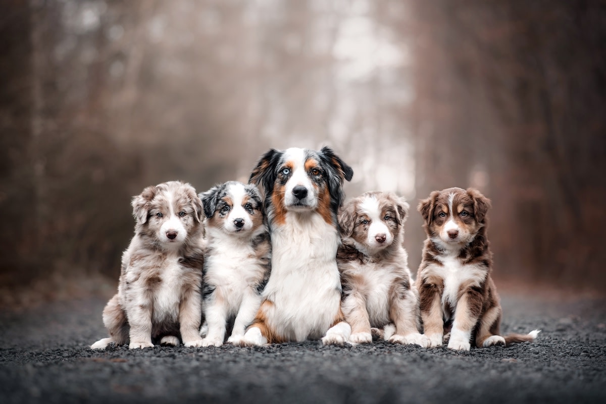 Australian Shepherd Puppies for Sale - Infinity Pups, image size:1200x801