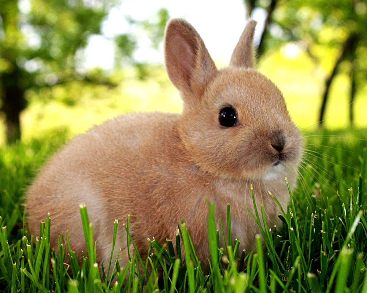 White Dwarf Baby Bunny