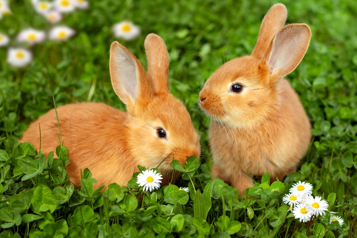 Rabbits in a clover field