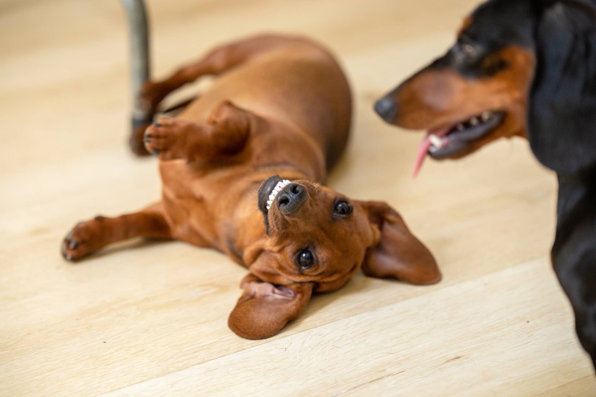 Wiener Dog Behavior: Understanding Your Dachshund’s Unique Traits