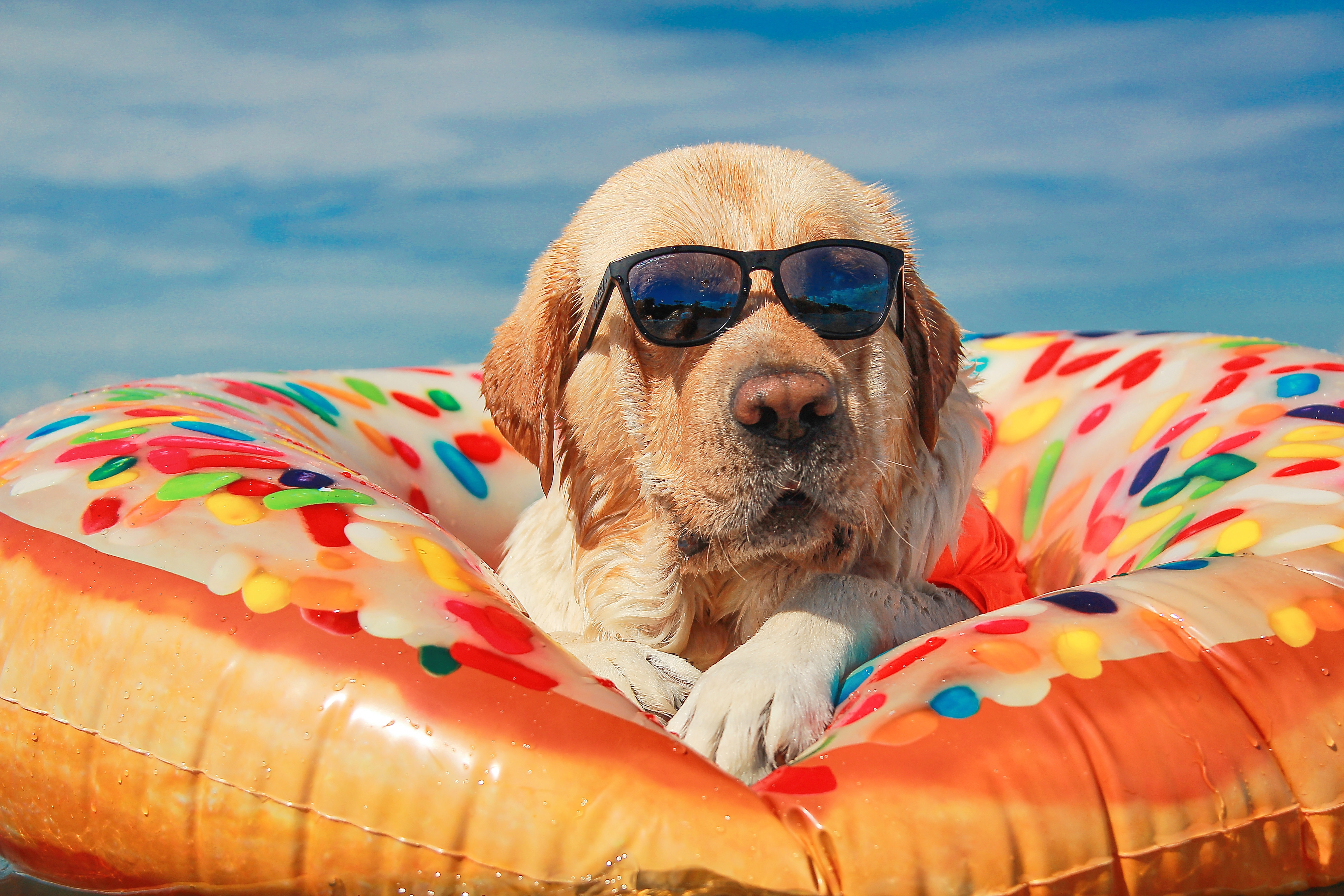 PAW★Imagine 50周年 2LP ホワイトカラー Amazon.com - Green Pollywog | Paw Print Pet Keepsake Hinge Photo