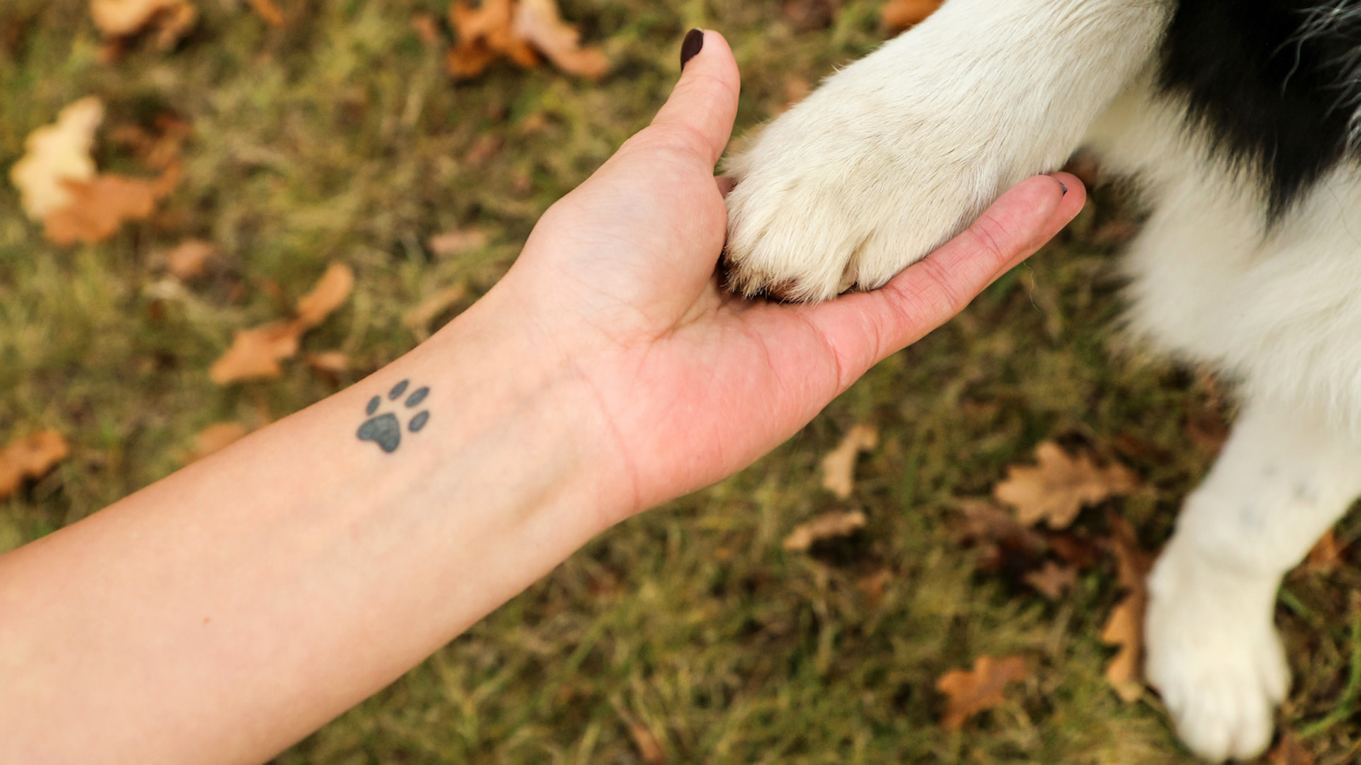 Beautiful Memorial Tattoos for Lost Dogs