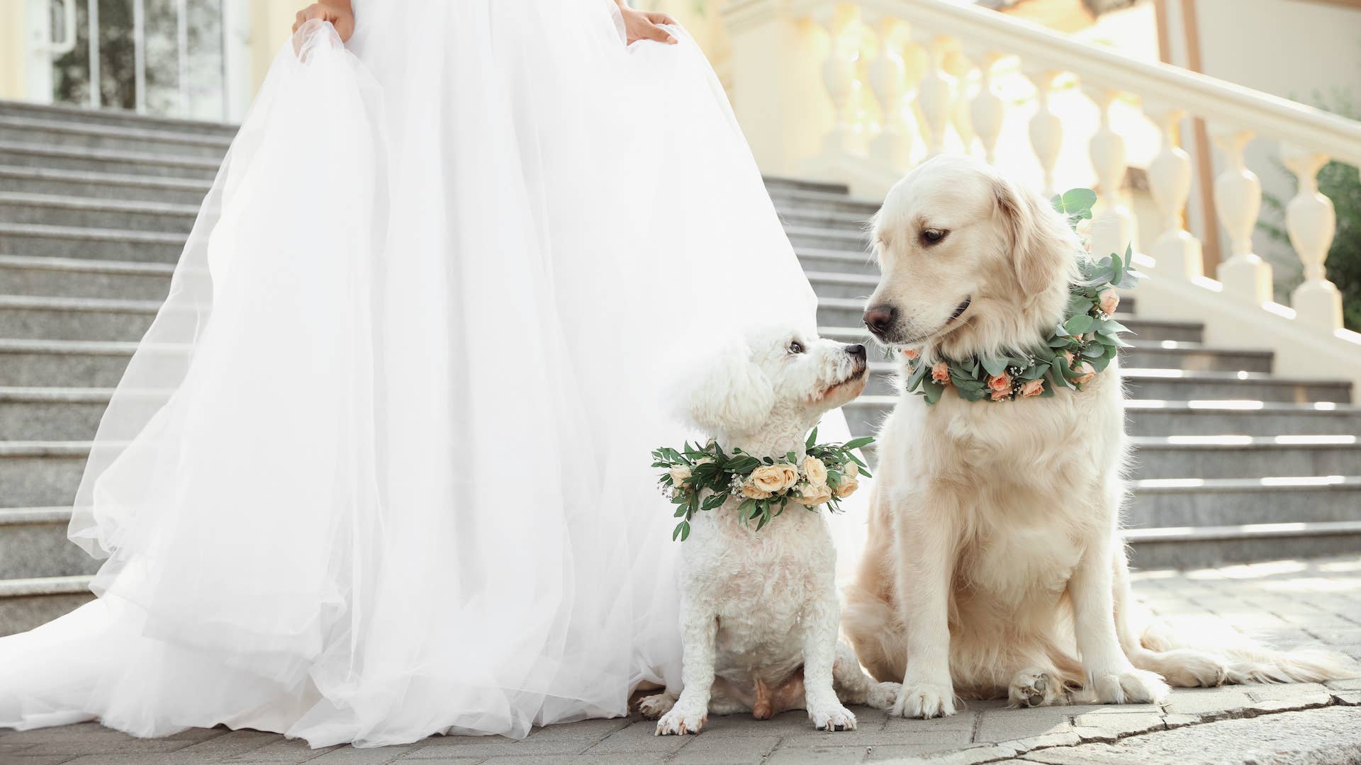 Golden Retriever Surprises Mom During 'First Look' with Bridal Party and  It's Pure Magic - PetHelpful