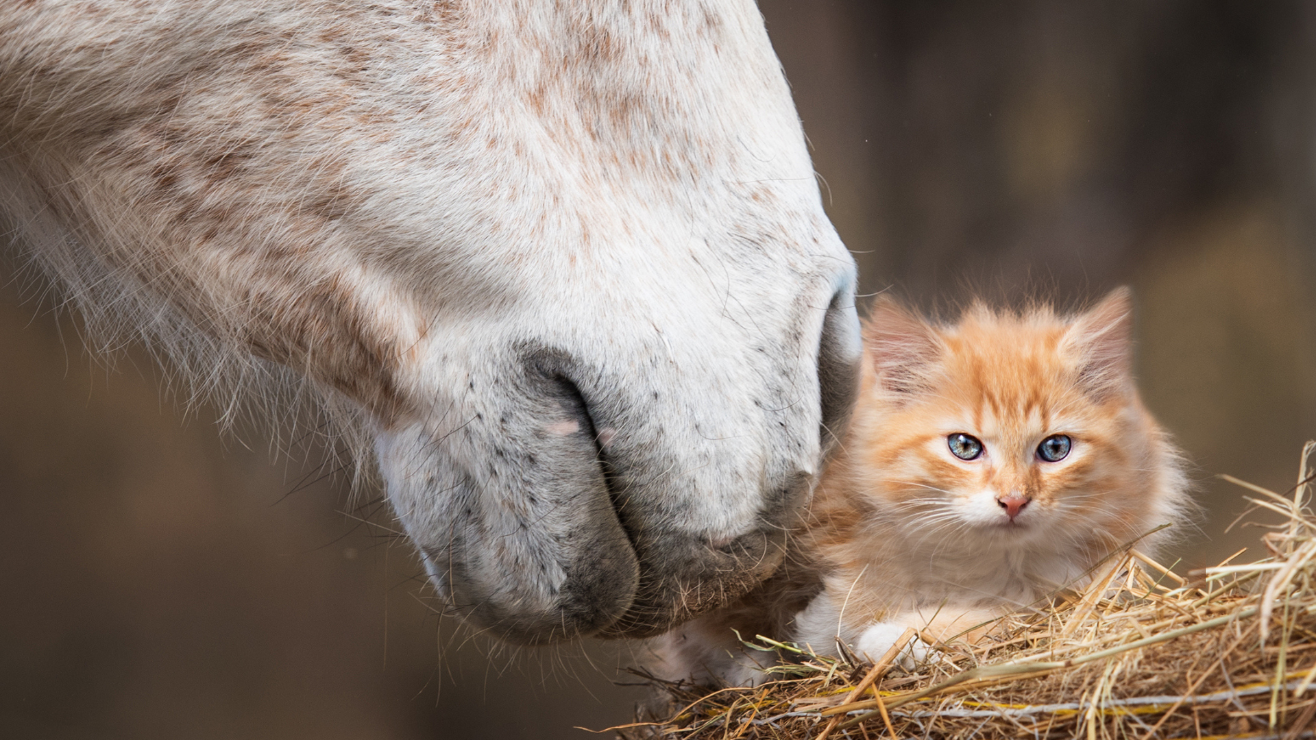 horse-cat.png