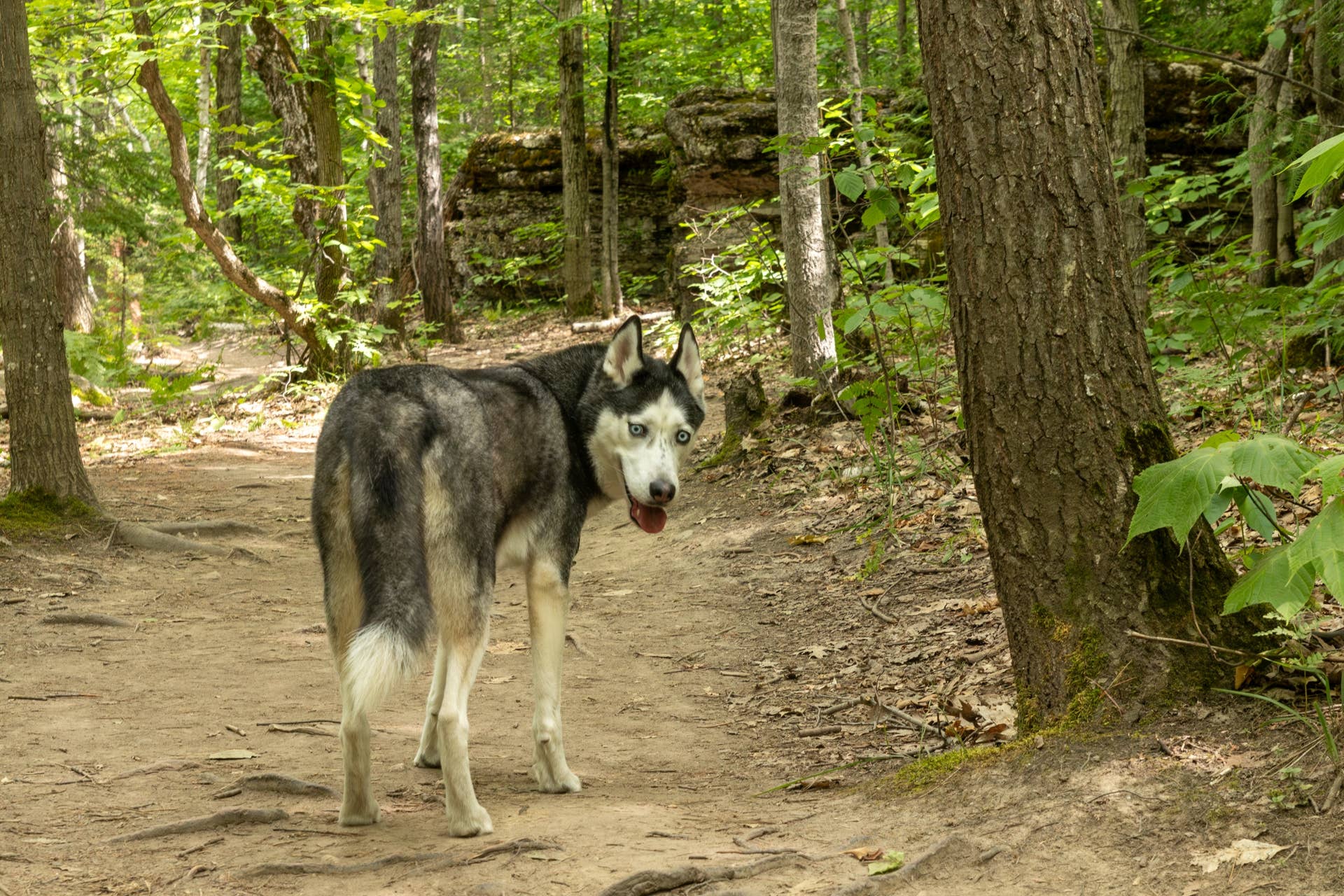 Visiting a National Park? Your Dog Can Become a Certified 'BARK Ranger ...