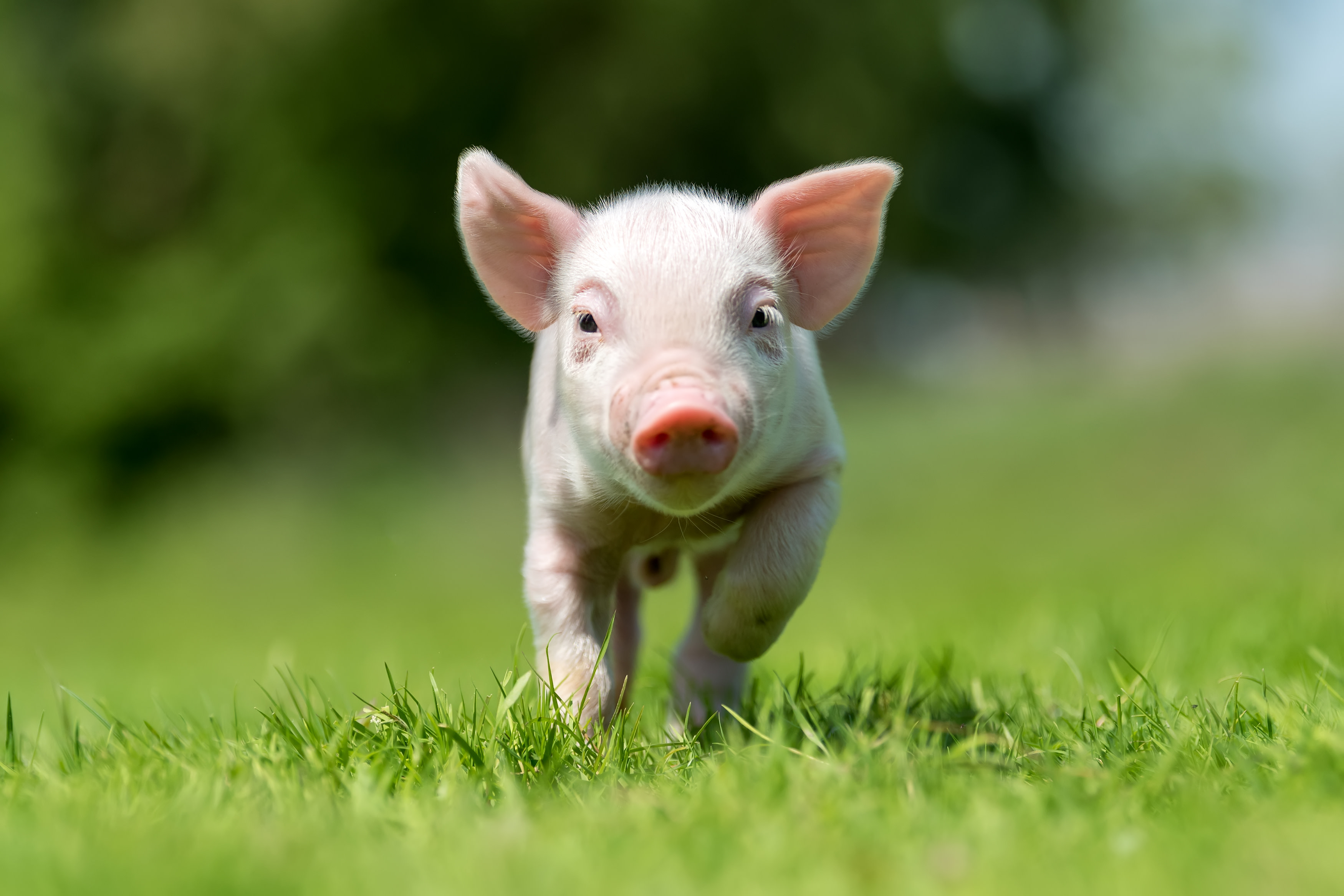 Rescued Piglet's First Zoomie Is Making Everybody Smile - PetHelpful