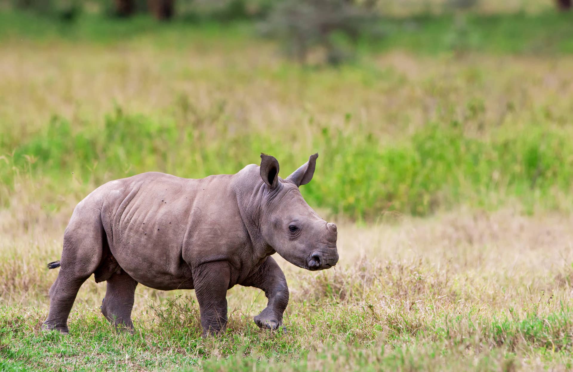 Cute Baby Rhino
