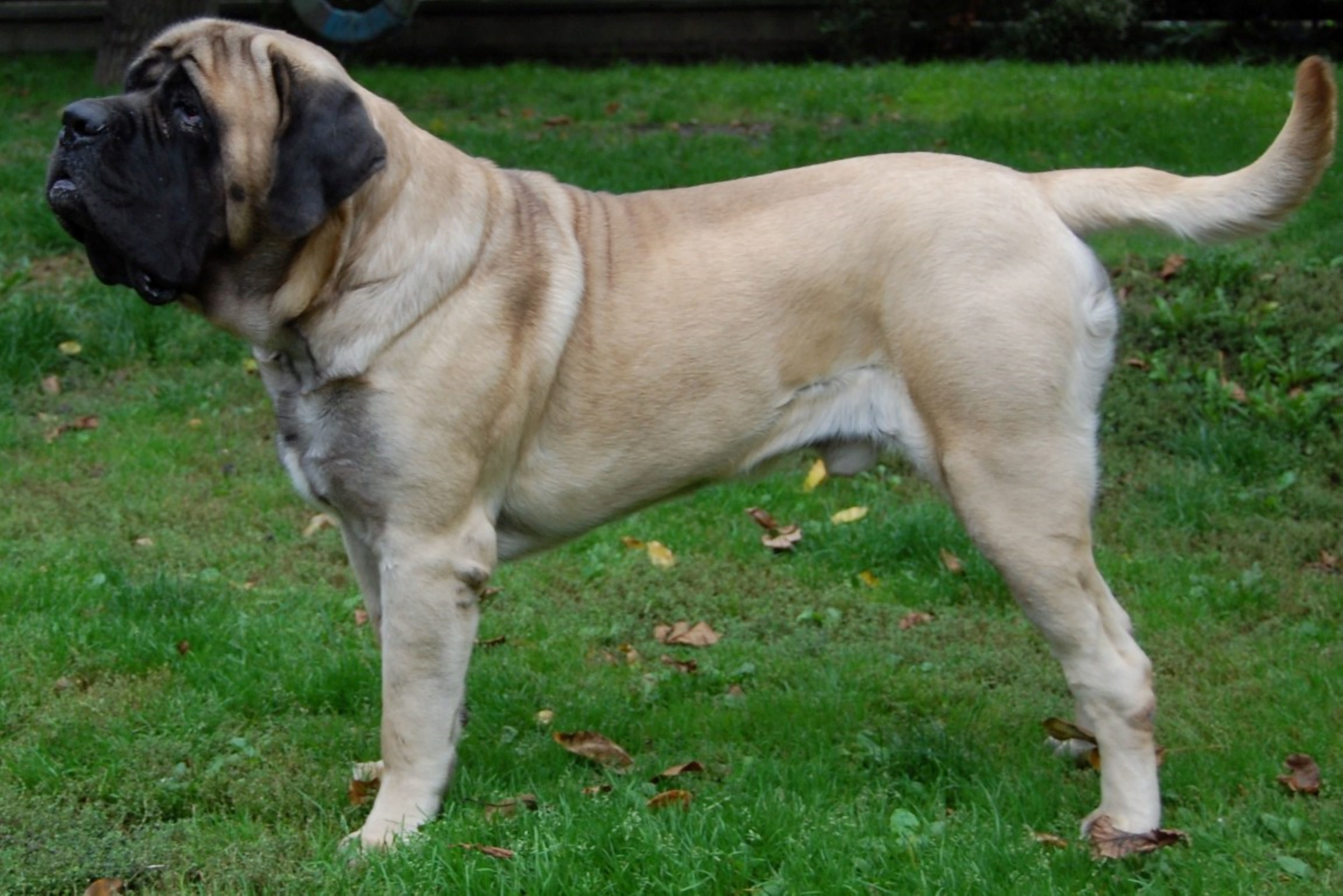 Huge 225-pound English Mastiff Hilariously Refuses To Step Over 